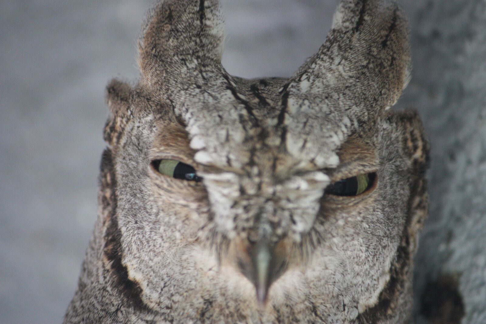 Canon EOS 450D (EOS Rebel XSi / EOS Kiss X2) sample photo. Owl, petit duc scops photography