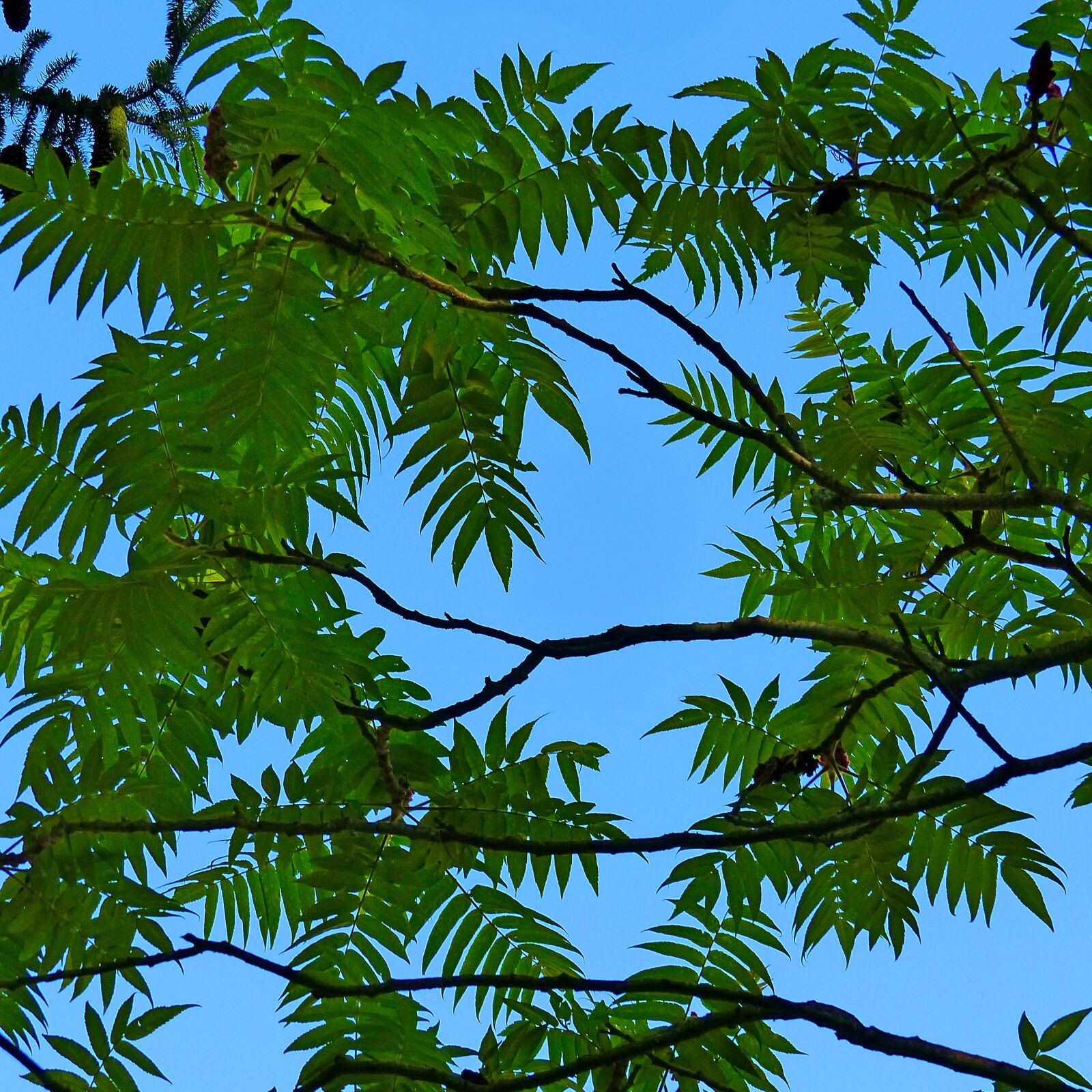 Panasonic Lumix DMC-FZ200 sample photo. Foliage, nature, leaves photography