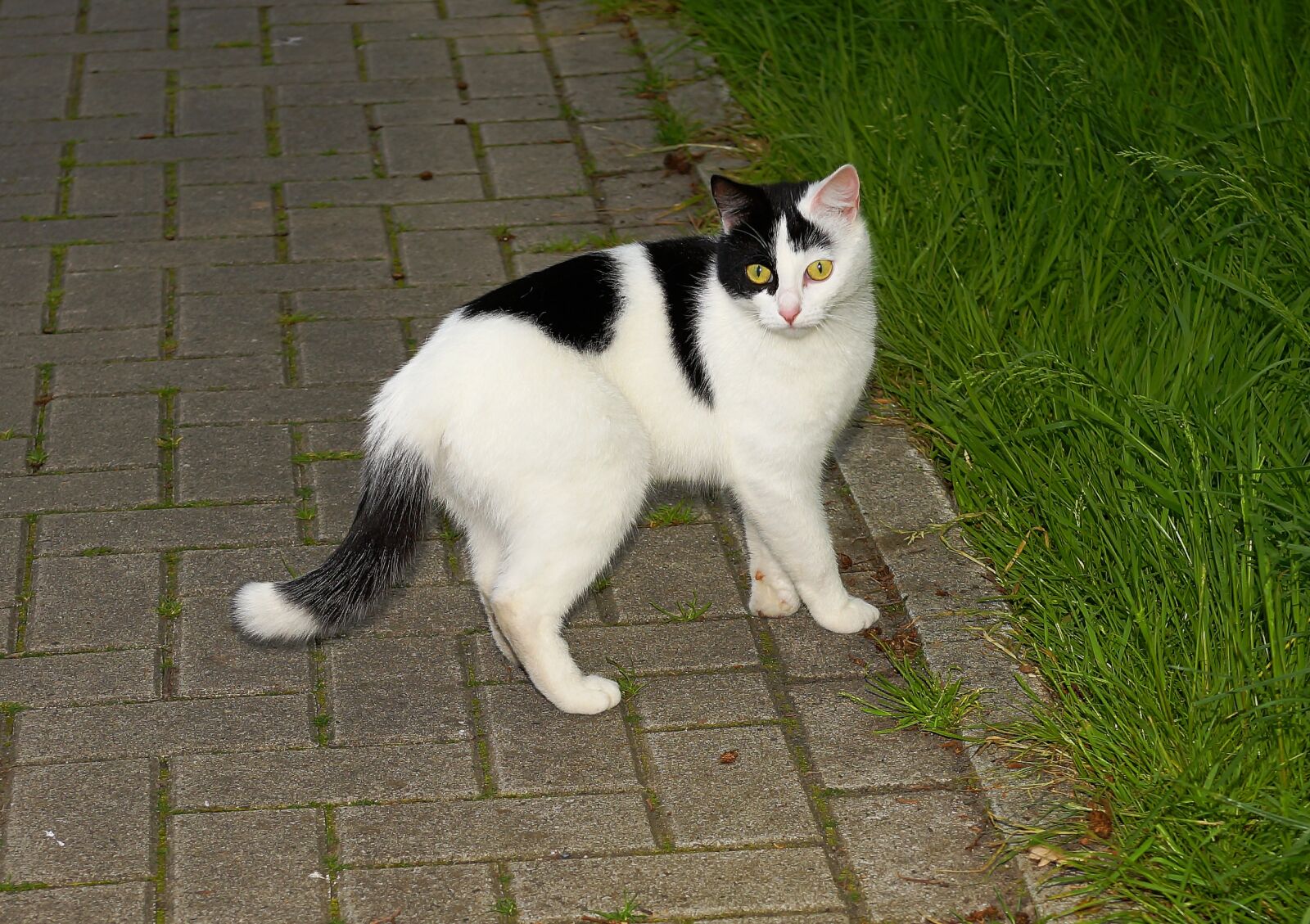 Sony a99 II sample photo. Cat, attention, eyes photography