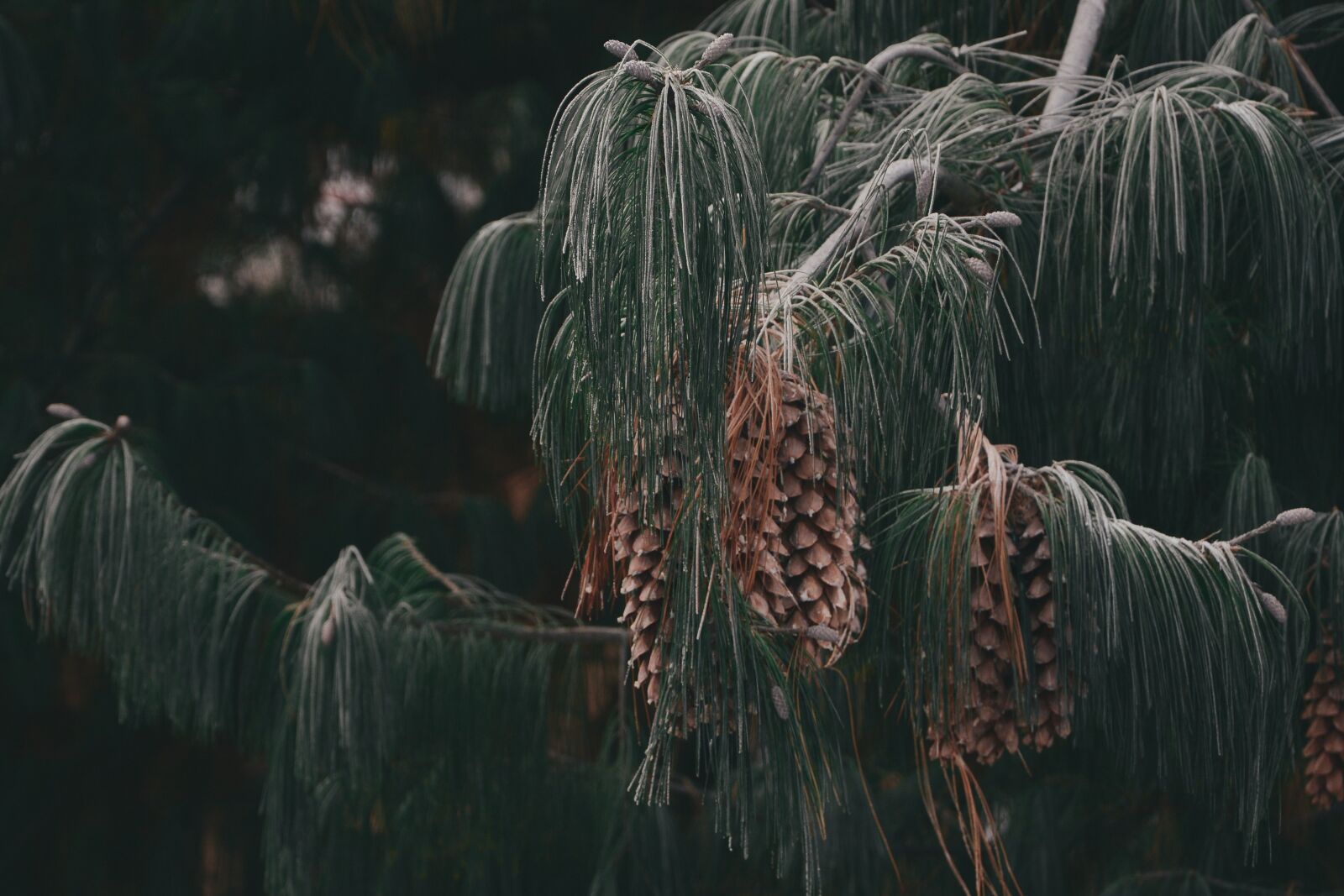 Nikon D7100 sample photo. Nature, forest, frozen photography