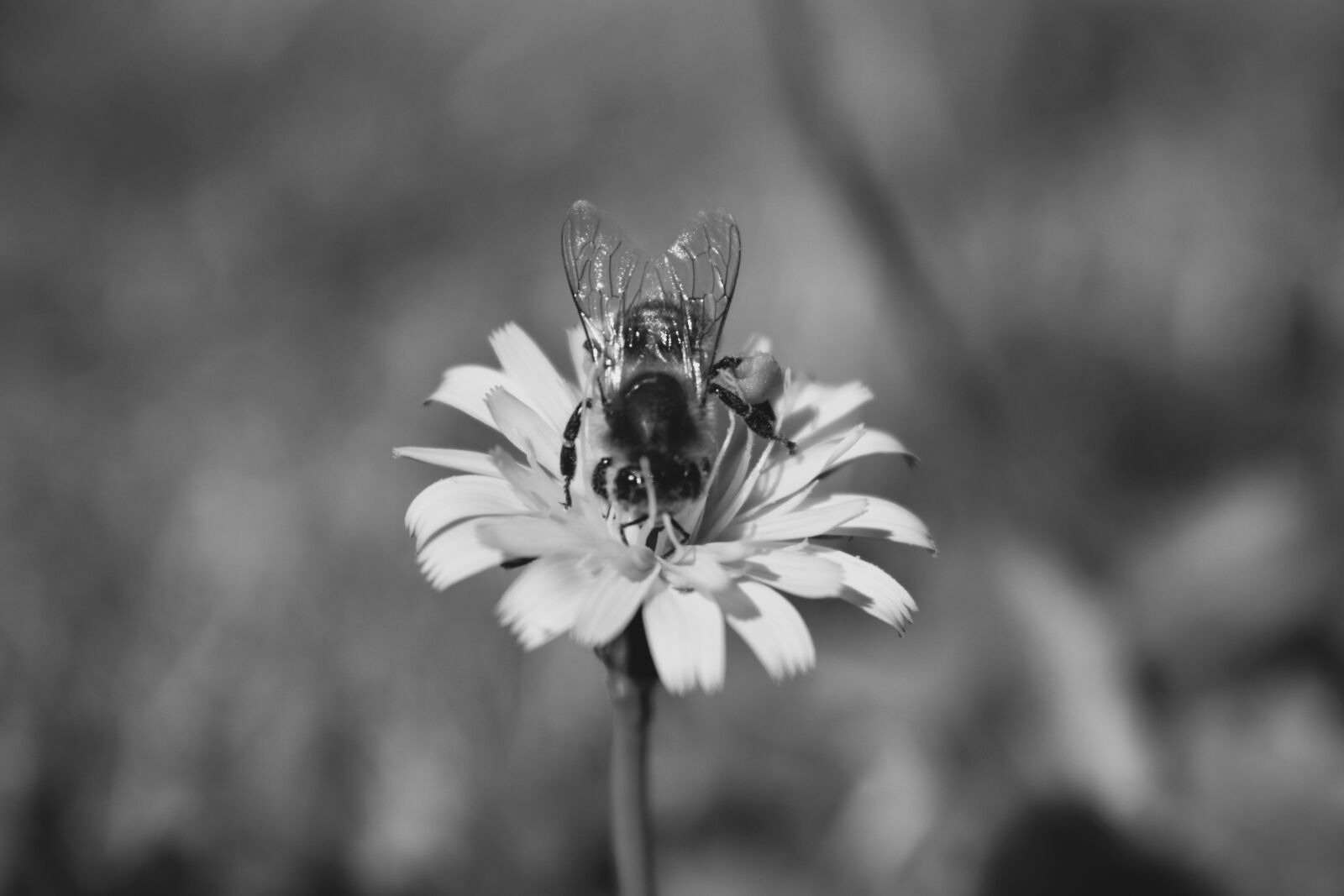 Nikon D3400 sample photo. Bee, flower, bug photography