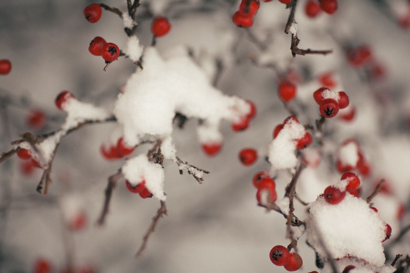 Canon EOS 5D Mark II sample photo. Winter, christmas, tree photography