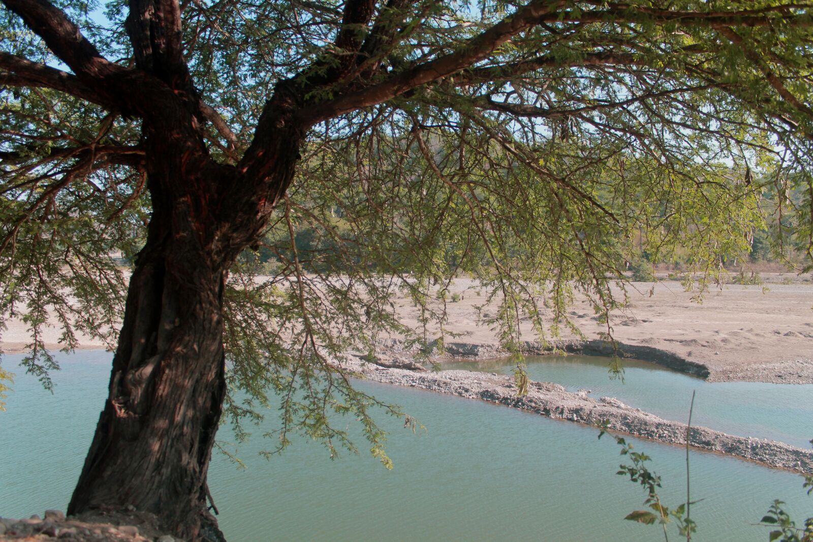 Canon EOS 1100D (EOS Rebel T3 / EOS Kiss X50) sample photo. River, branch, the tree photography