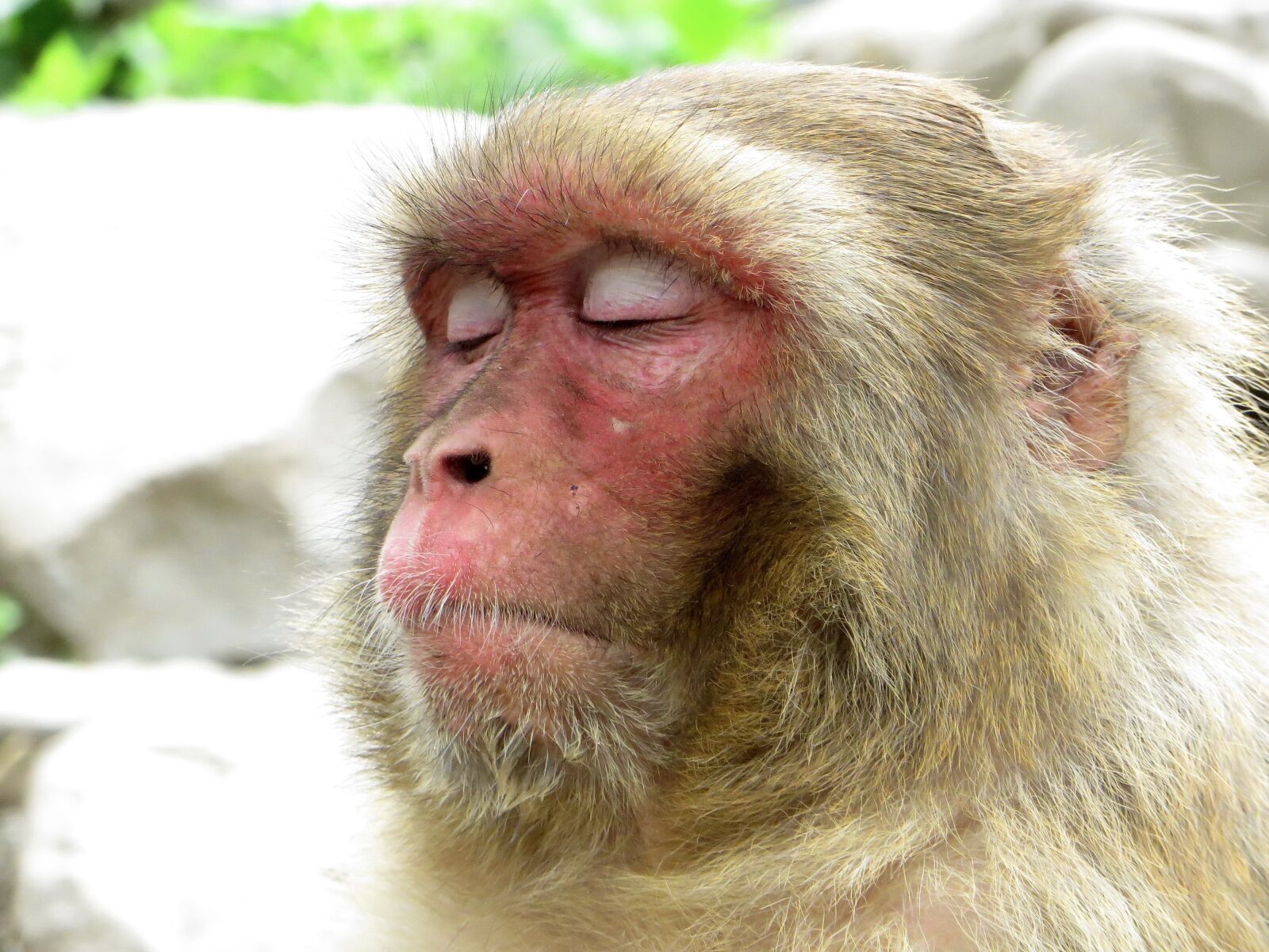 Canon PowerShot SX270 HS sample photo. Monkey, primate, meditation photography