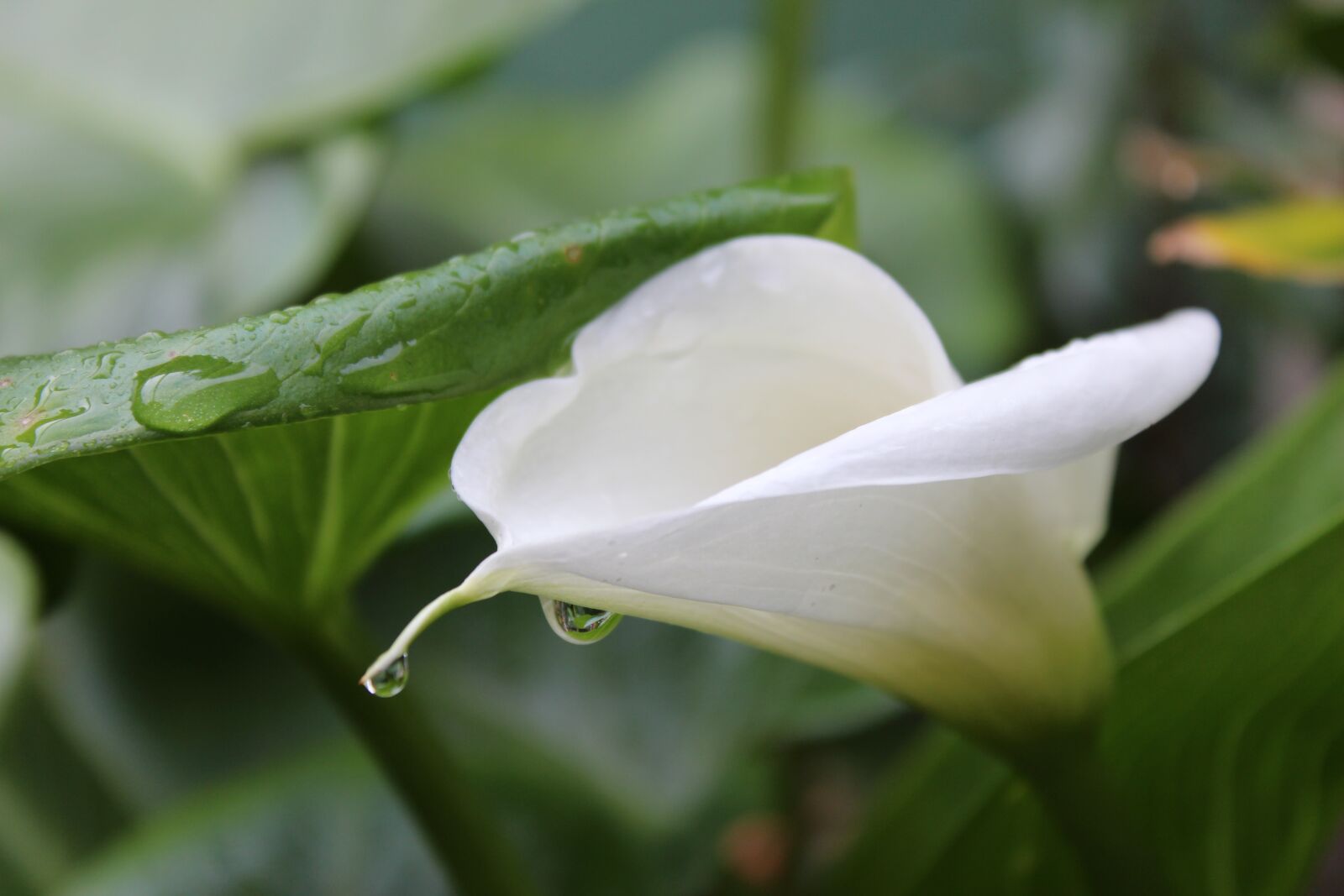 Canon EOS 650D (EOS Rebel T4i / EOS Kiss X6i) sample photo. Flower, white, blossom photography