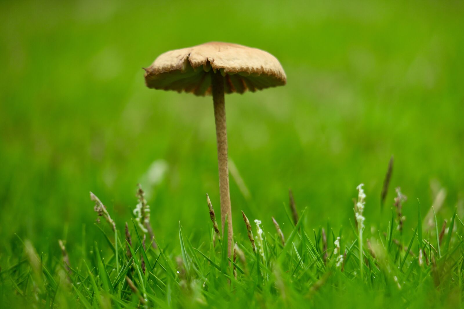 Canon PowerShot G3 X sample photo. Mushroom, fresh, natural photography