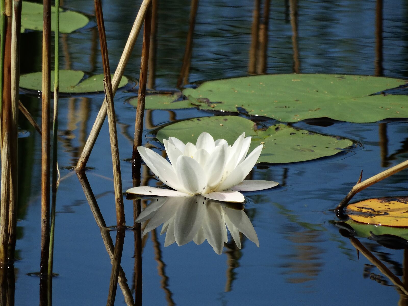 Sony Cyber-shot DSC-HX300 sample photo. Water lily, lake, pond photography
