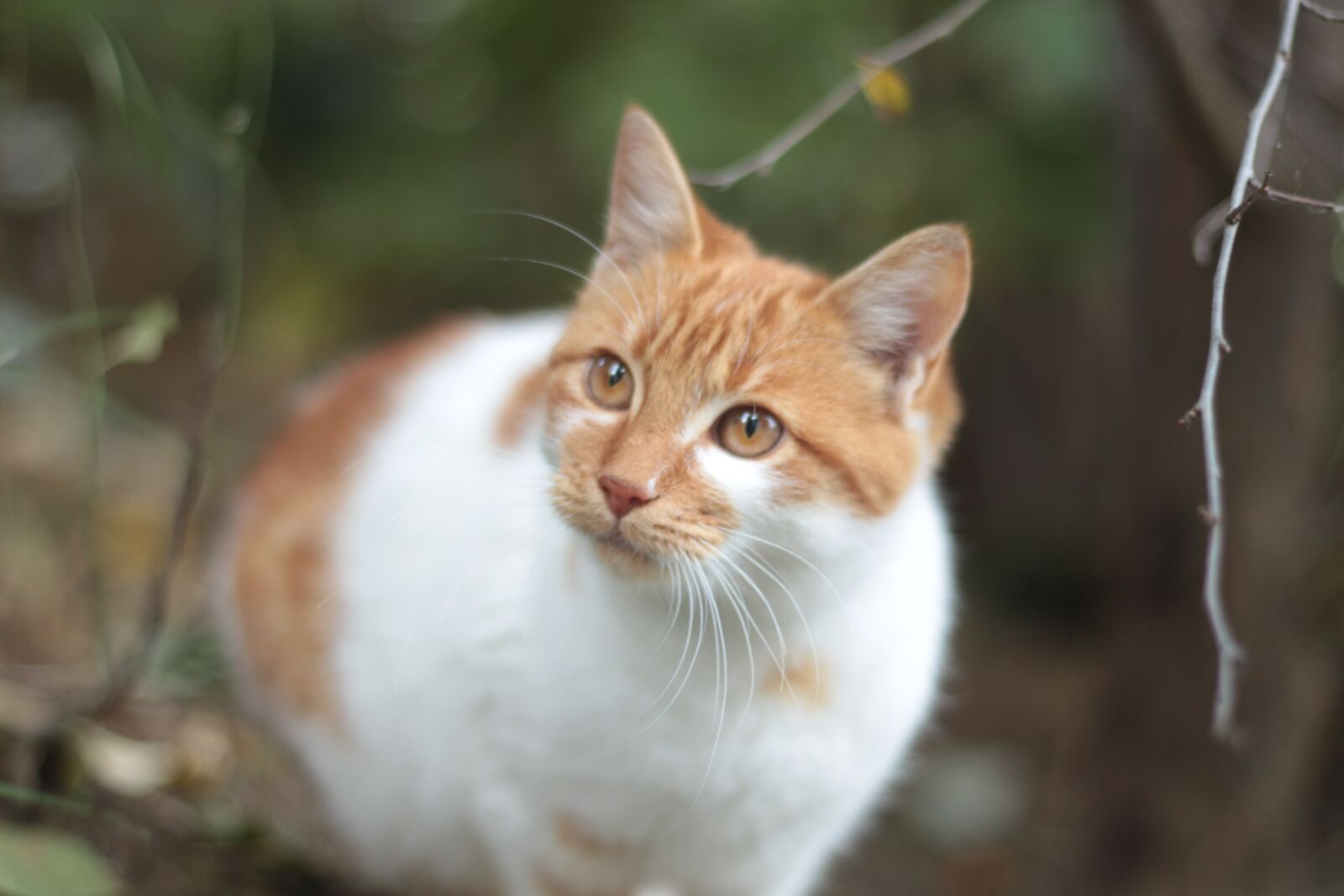 Canon EOS 700D (EOS Rebel T5i / EOS Kiss X7i) + Canon EF 50mm F1.8 II sample photo. My cat, yellow, daisy photography