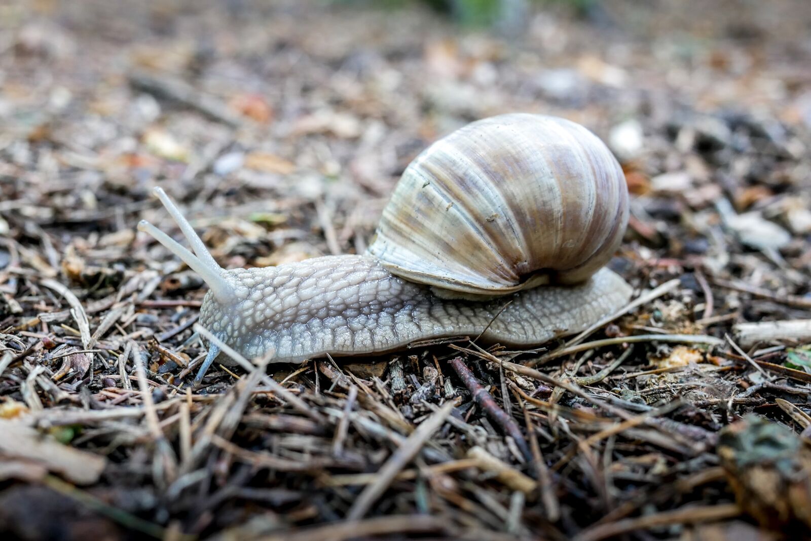 LUMIX G 20/F1.7 II sample photo. Snail, shell, seashell photography
