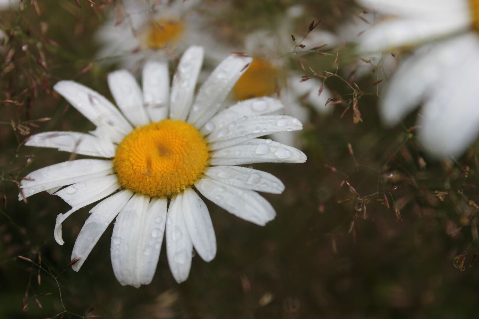 Canon EOS 600D (Rebel EOS T3i / EOS Kiss X5) sample photo. Flower, summer, daisy photography