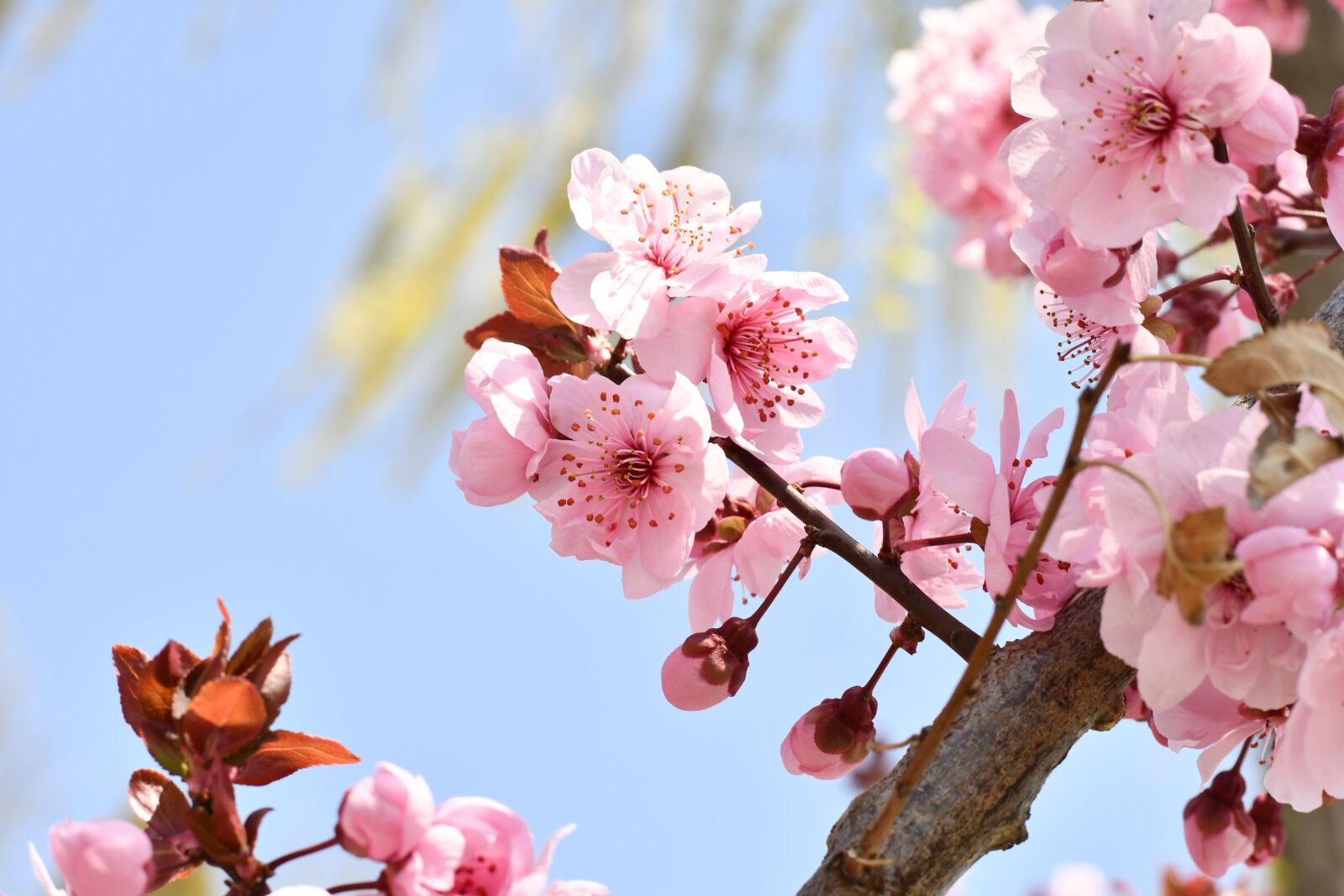 Nikon D7500 sample photo. Spring, flowers, blue sky photography