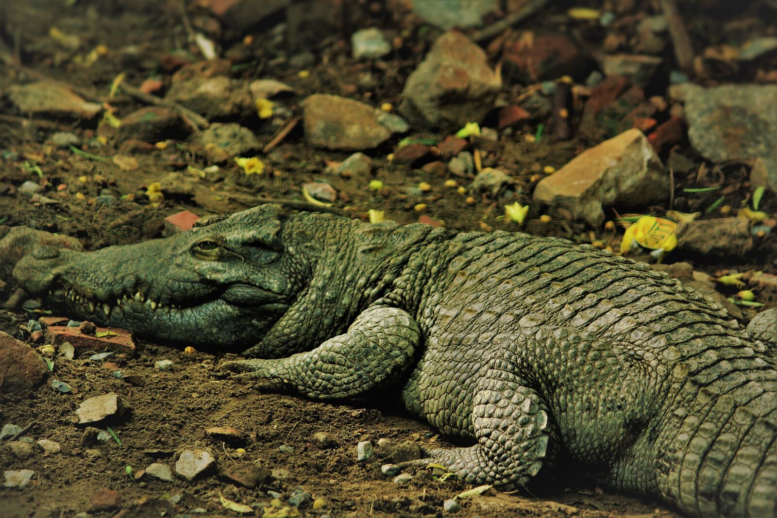 Canon EOS 1200D (EOS Rebel T5 / EOS Kiss X70 / EOS Hi) sample photo. Alligator mississipiensis, alligator, reptile photography