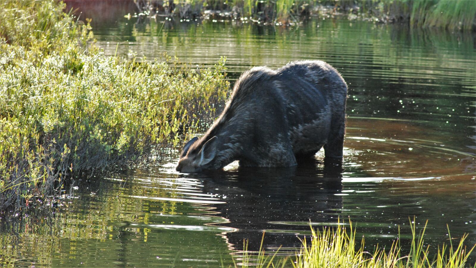 Nikon D80 sample photo. Snot full, moose, hiding photography