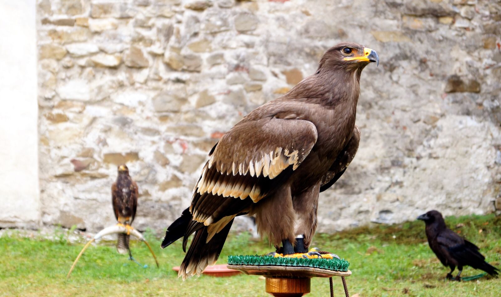 Sony SLT-A57 sample photo. Bird, eagle, animal photography