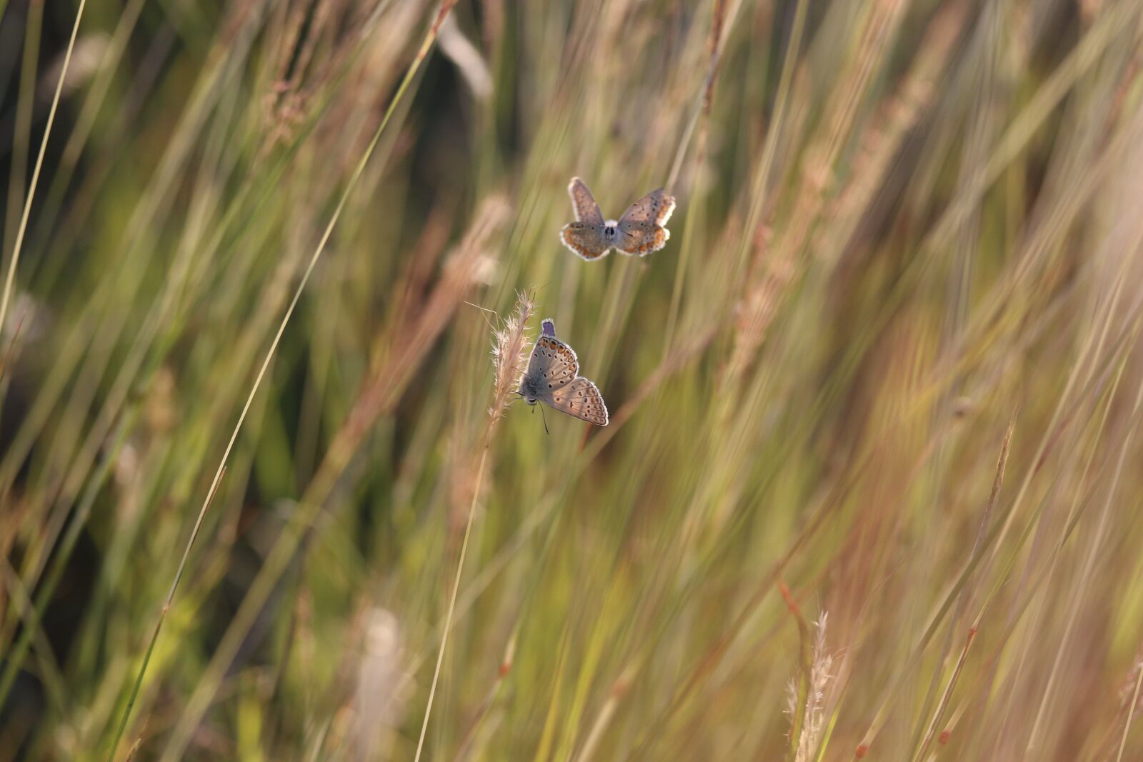 Canon EOS 7D Mark II sample photo. Butterflies, mating, grass photography