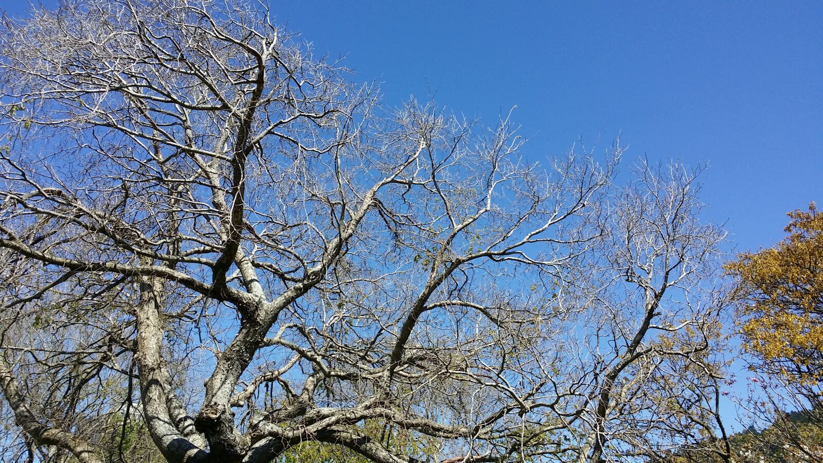 Samsung Galaxy S4 sample photo. Trees, summer, nature photography