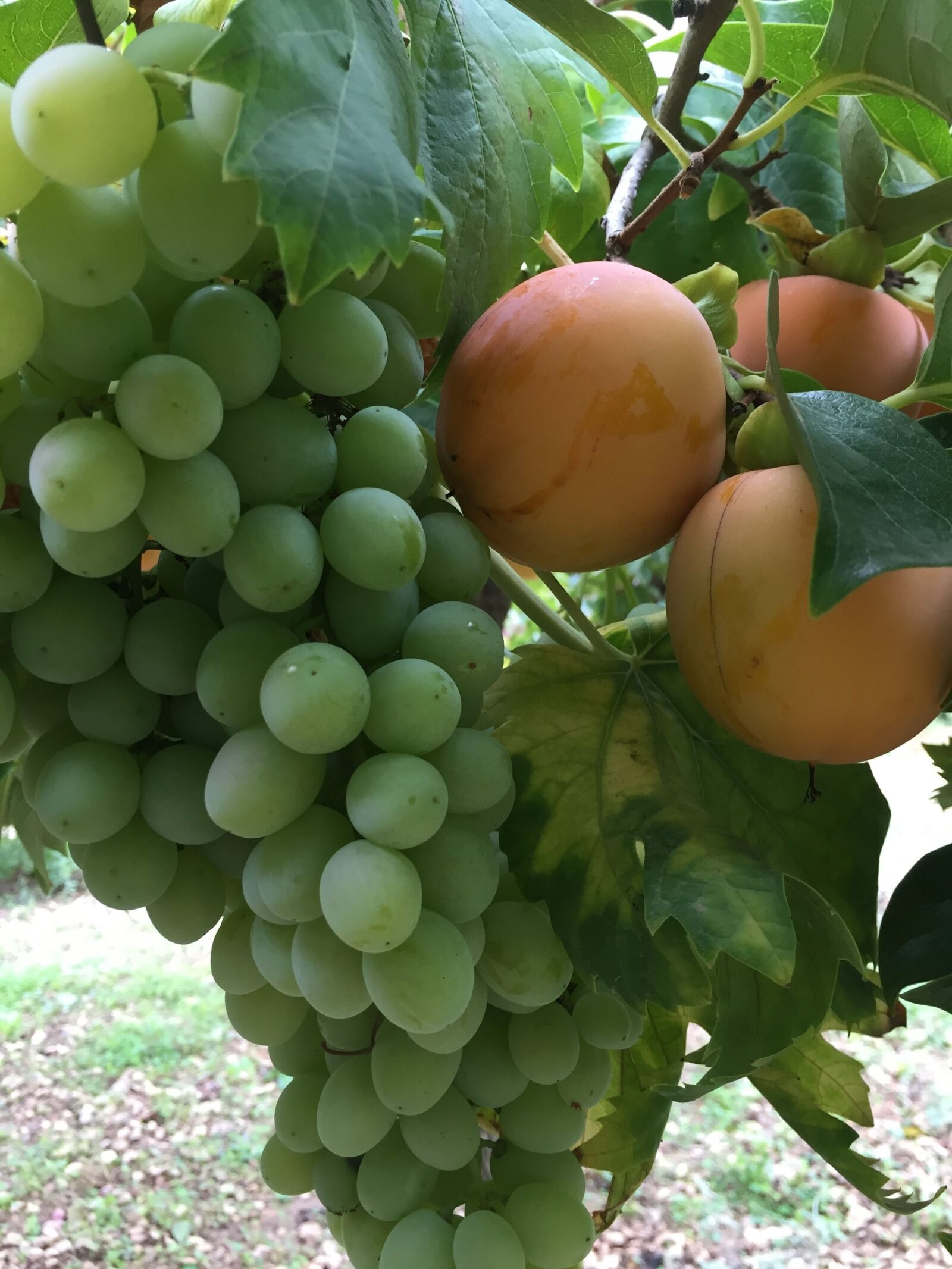 Apple iPhone 6 sample photo. Grapes, khaki, fruit photography