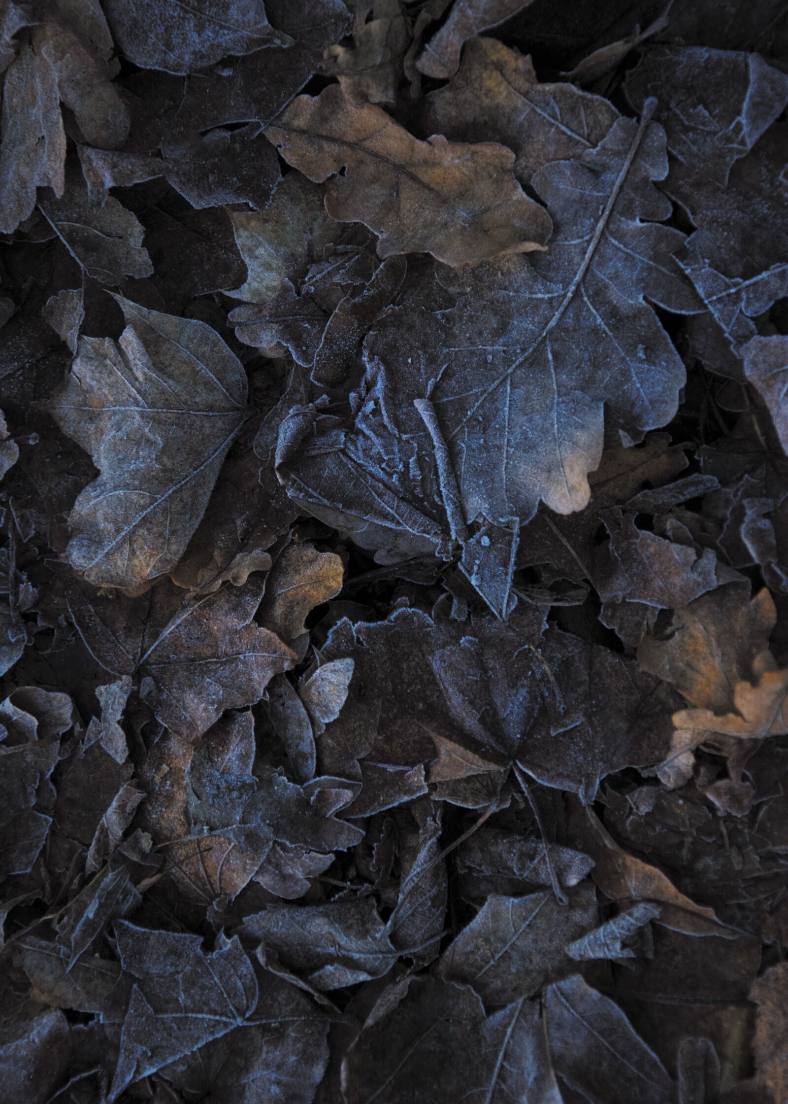Nikon D3300 sample photo. Nature, leaves, winter photography