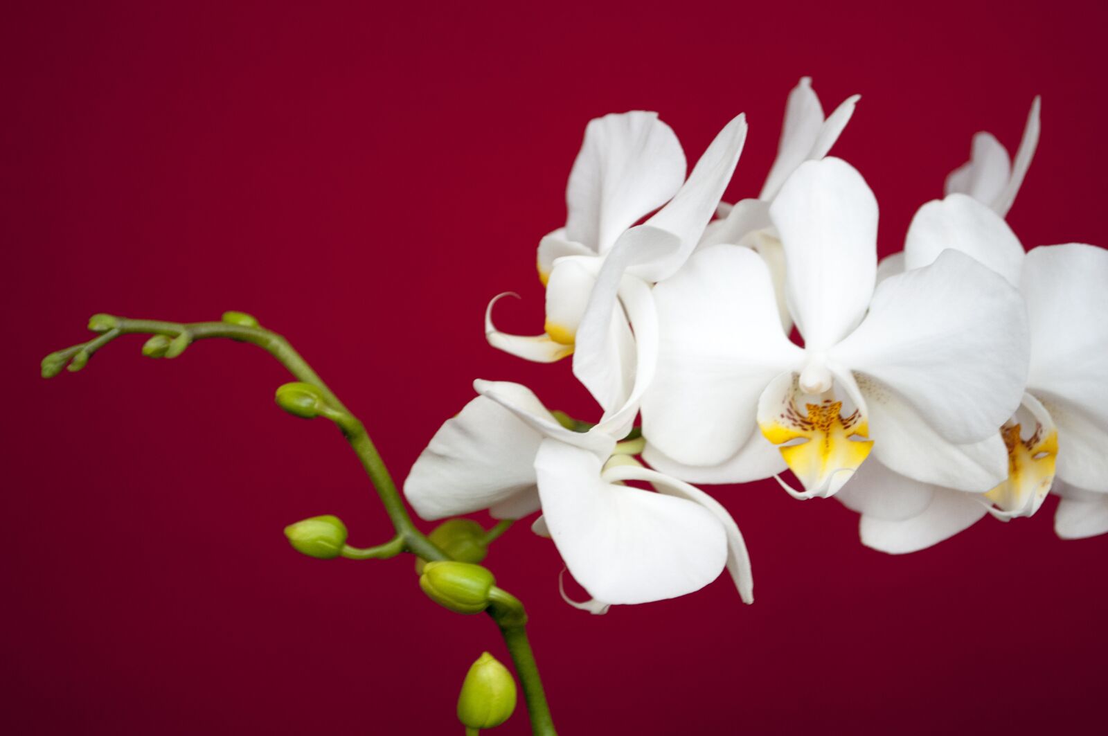Nikon D90 sample photo. White, orchid, flower photography