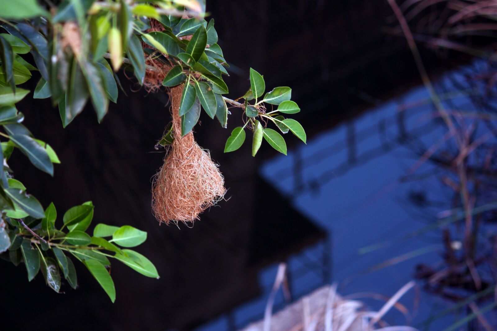 Canon EOS 700D (EOS Rebel T5i / EOS Kiss X7i) sample photo. Nest, water, bird photography