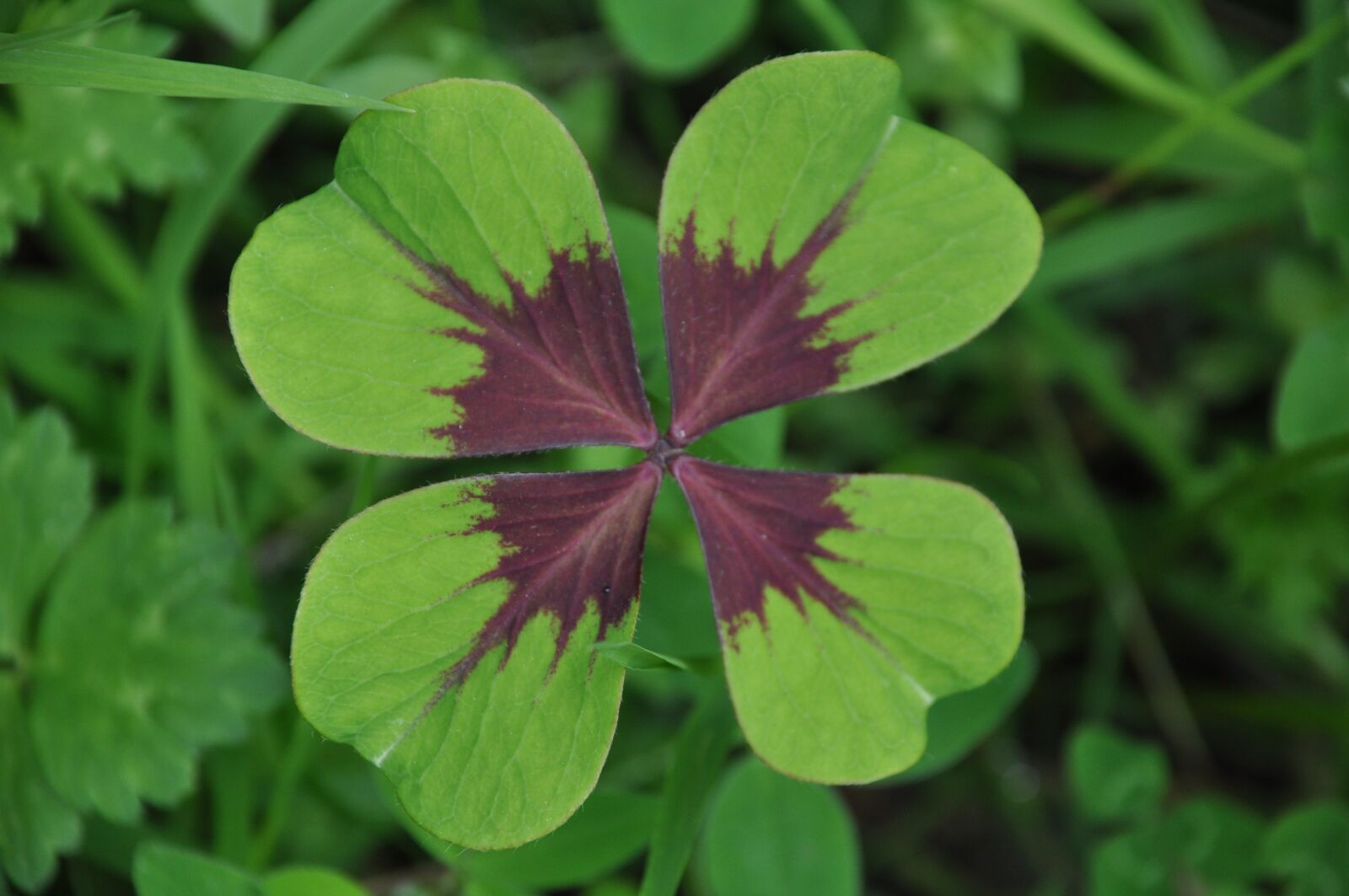 Nikon D90 sample photo. Clover, four-leaf clover, chance photography