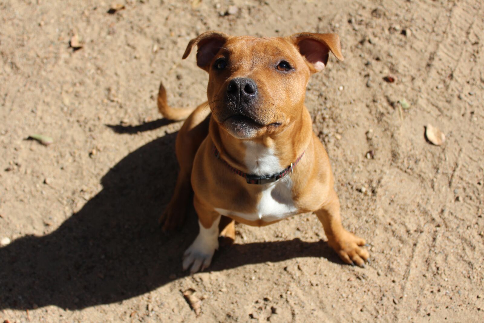 Canon EOS 650D (EOS Rebel T4i / EOS Kiss X6i) sample photo. Puppy, dog, staffy photography