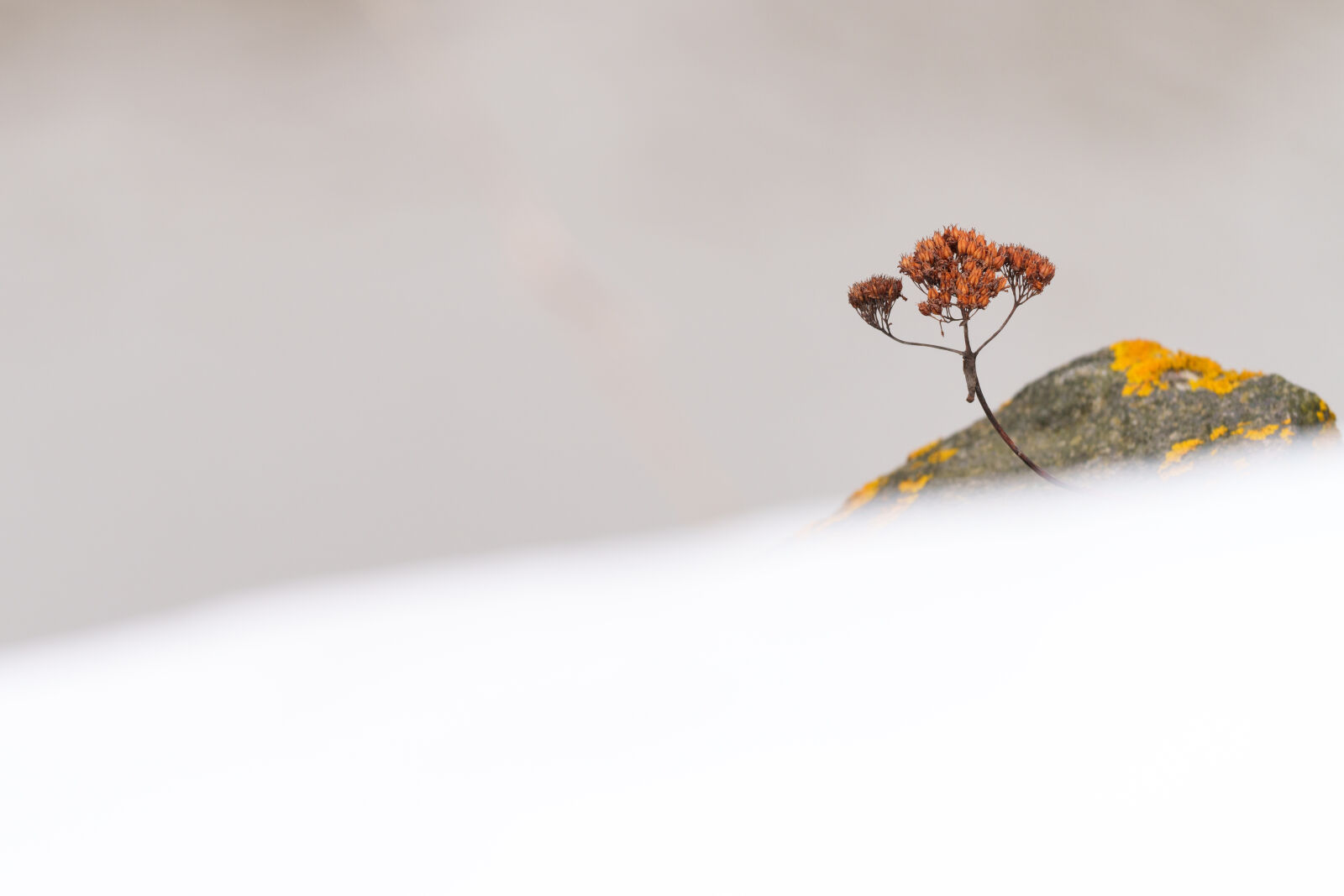 Sigma 500mm F5.6 DG DN OS Sports sample photo. Season among snow photography