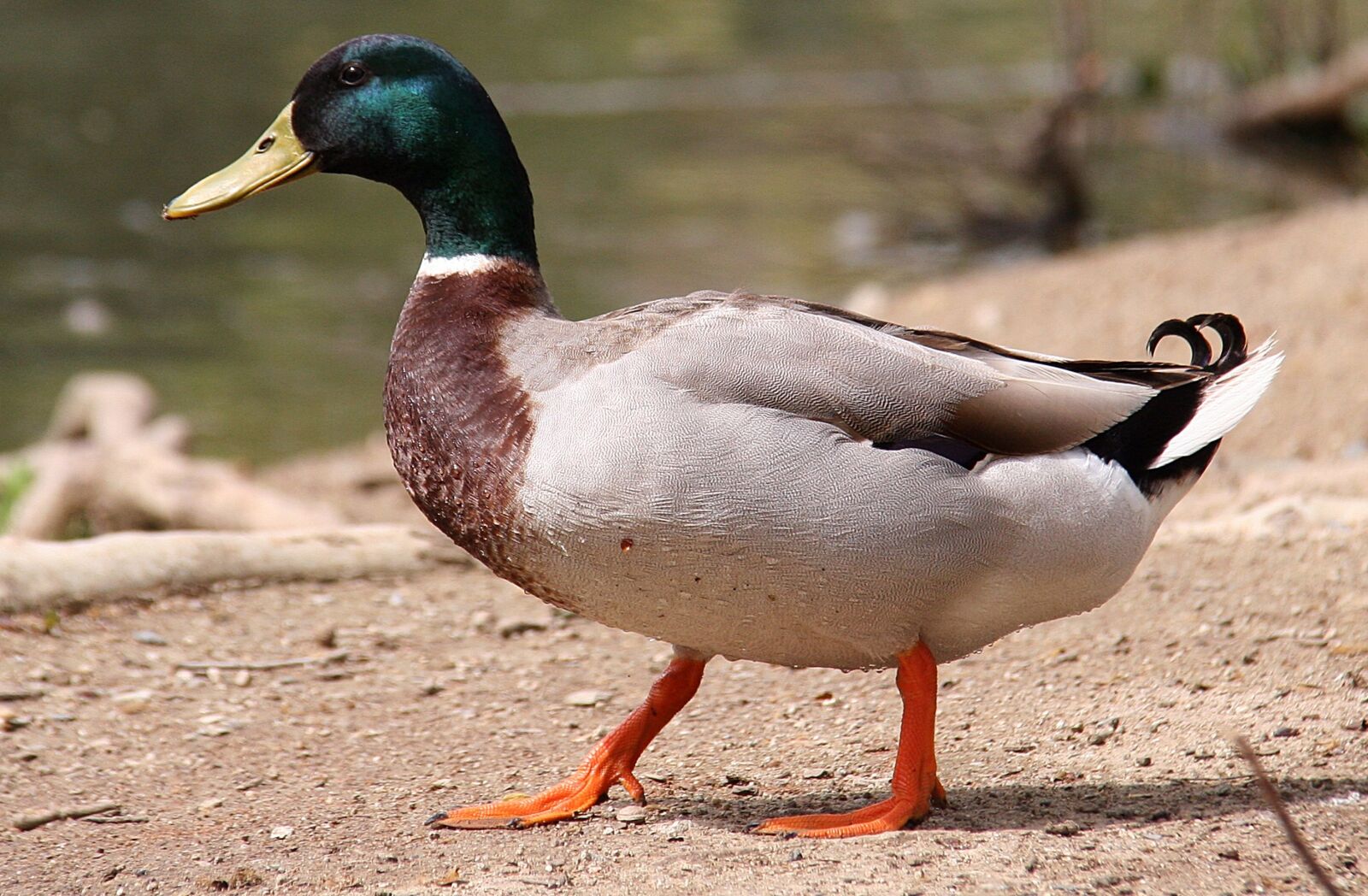 Canon EOS 20D sample photo. Duck, ave, waterfowl photography