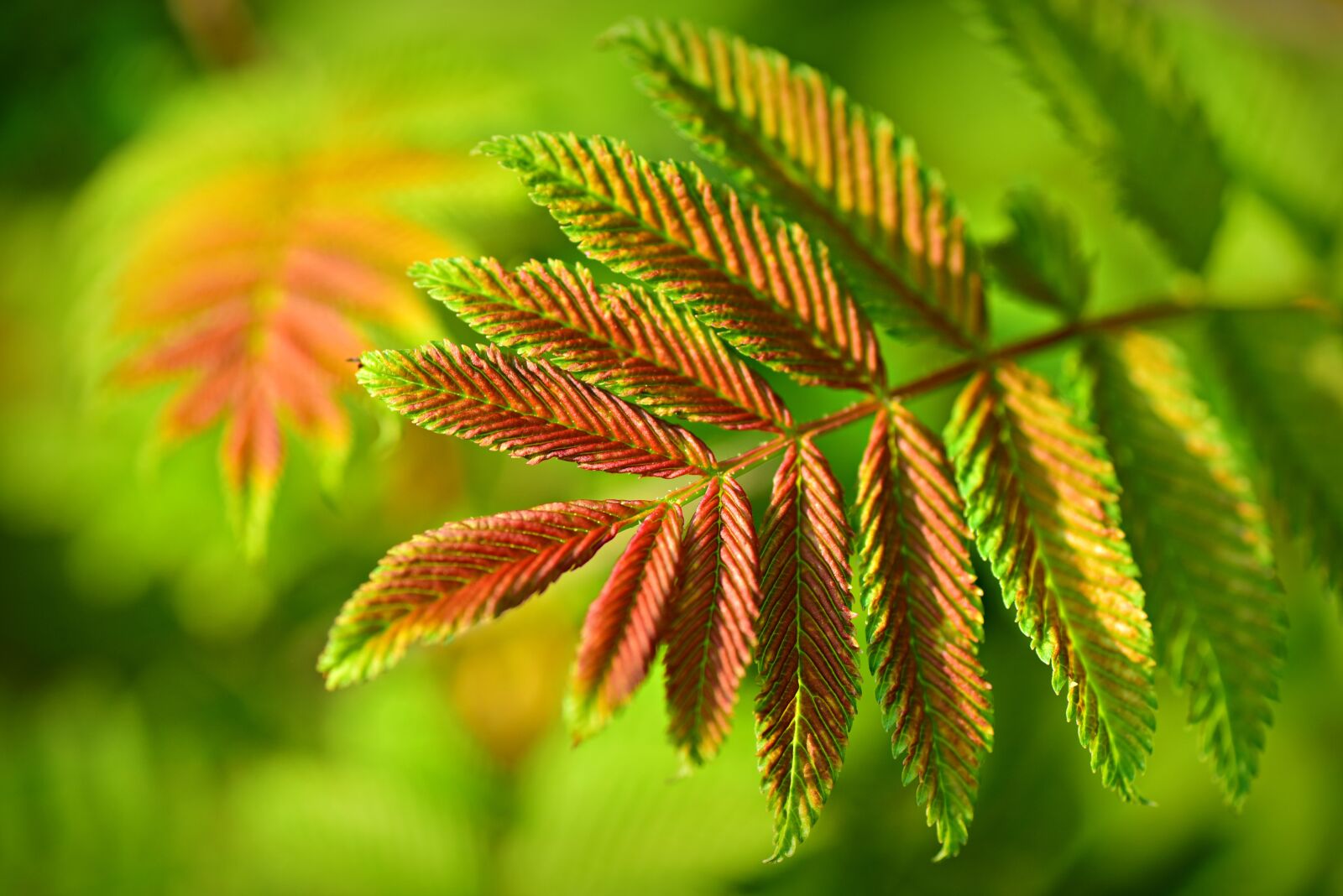 Nikon D750 sample photo. Leaf, shrub, pattern photography