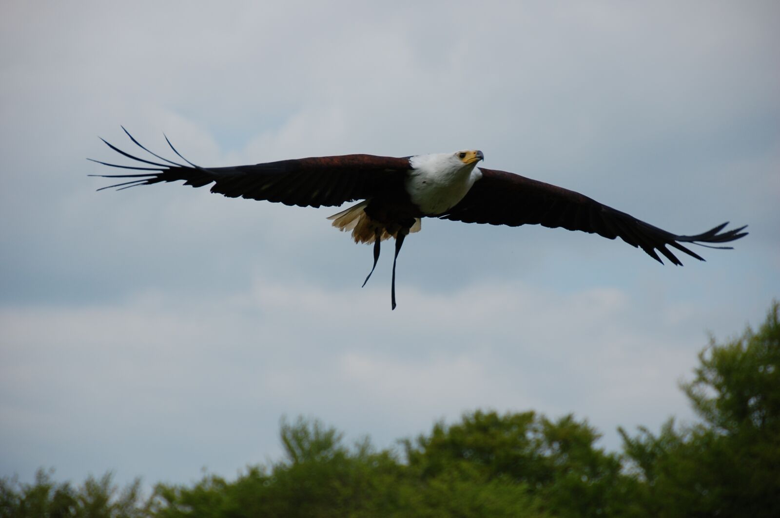 Nikon D40 sample photo. Bird, raptor, flight photography