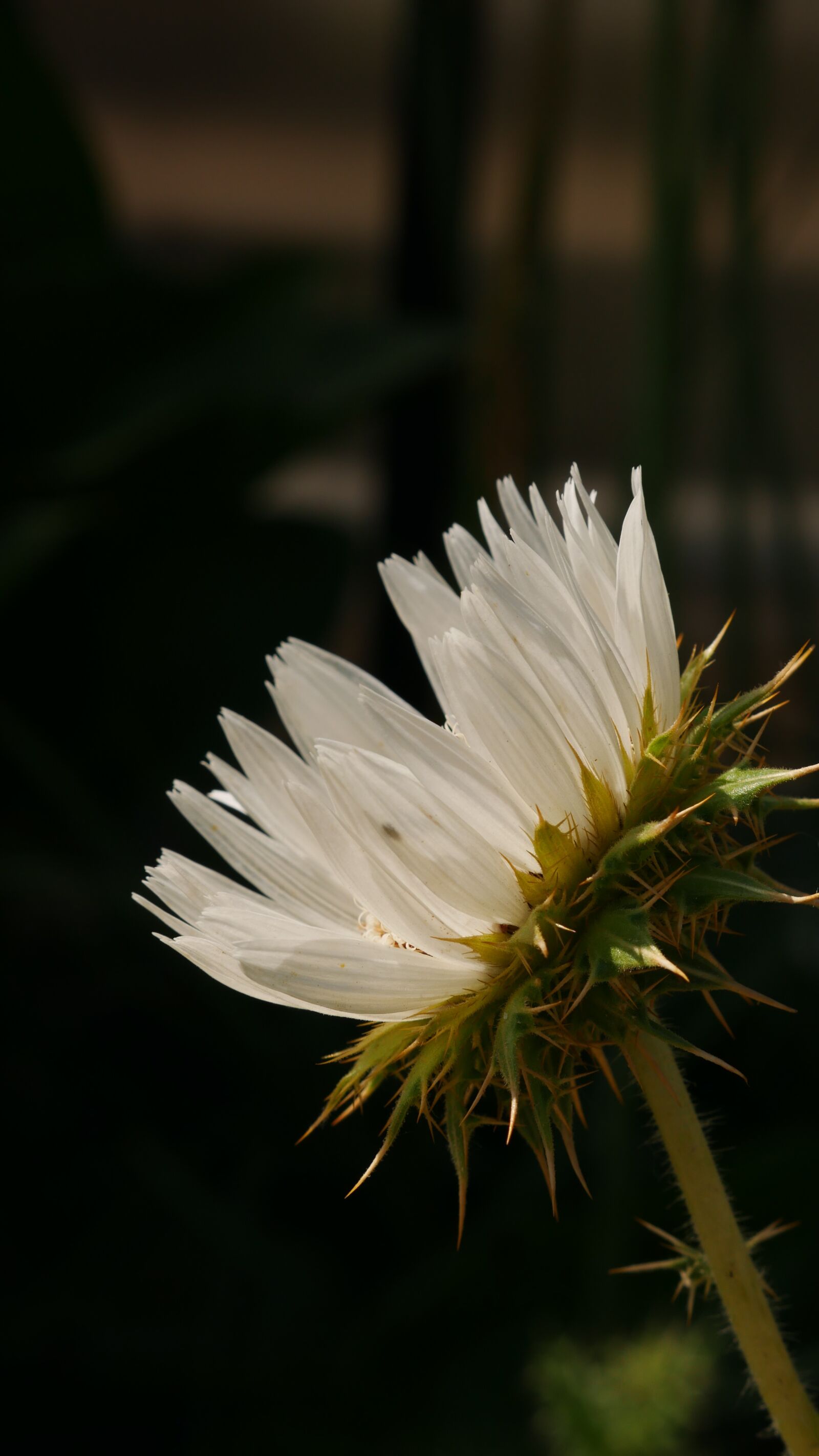 Panasonic DMC-G70 sample photo. Flower, nature, beauty photography