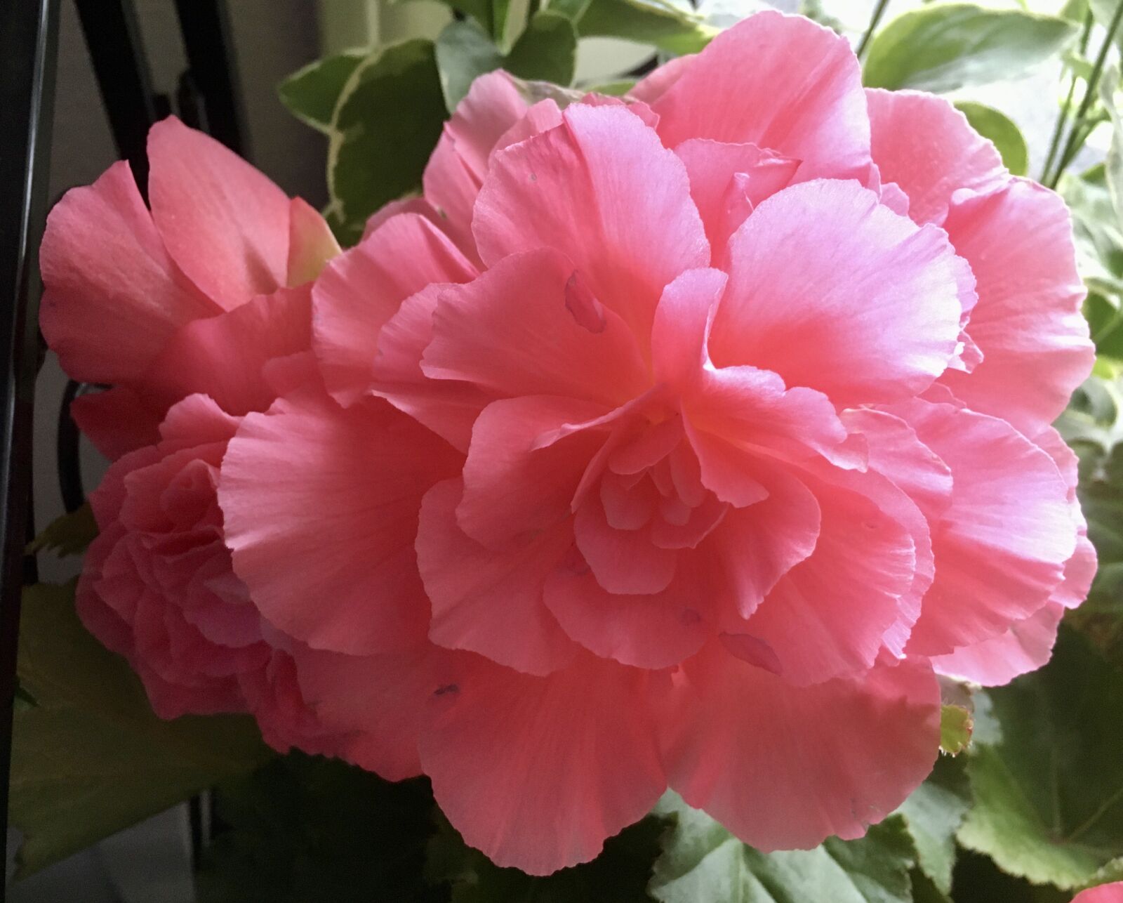 Apple iPhone 6s sample photo. Begonia, pink, flowers photography