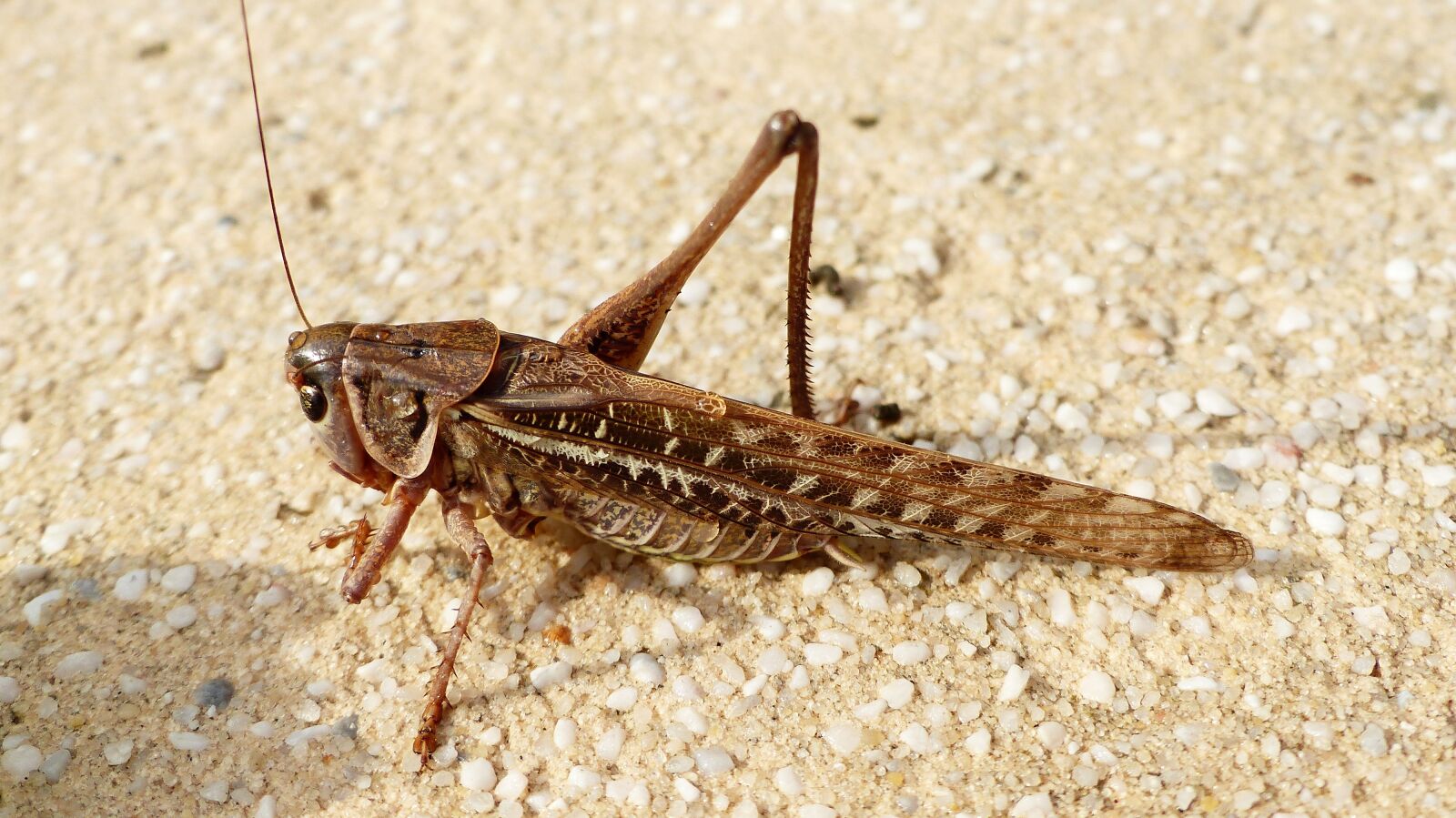 Panasonic Lumix DMC-FZ200 sample photo. Insect, grasshopper, nature photography