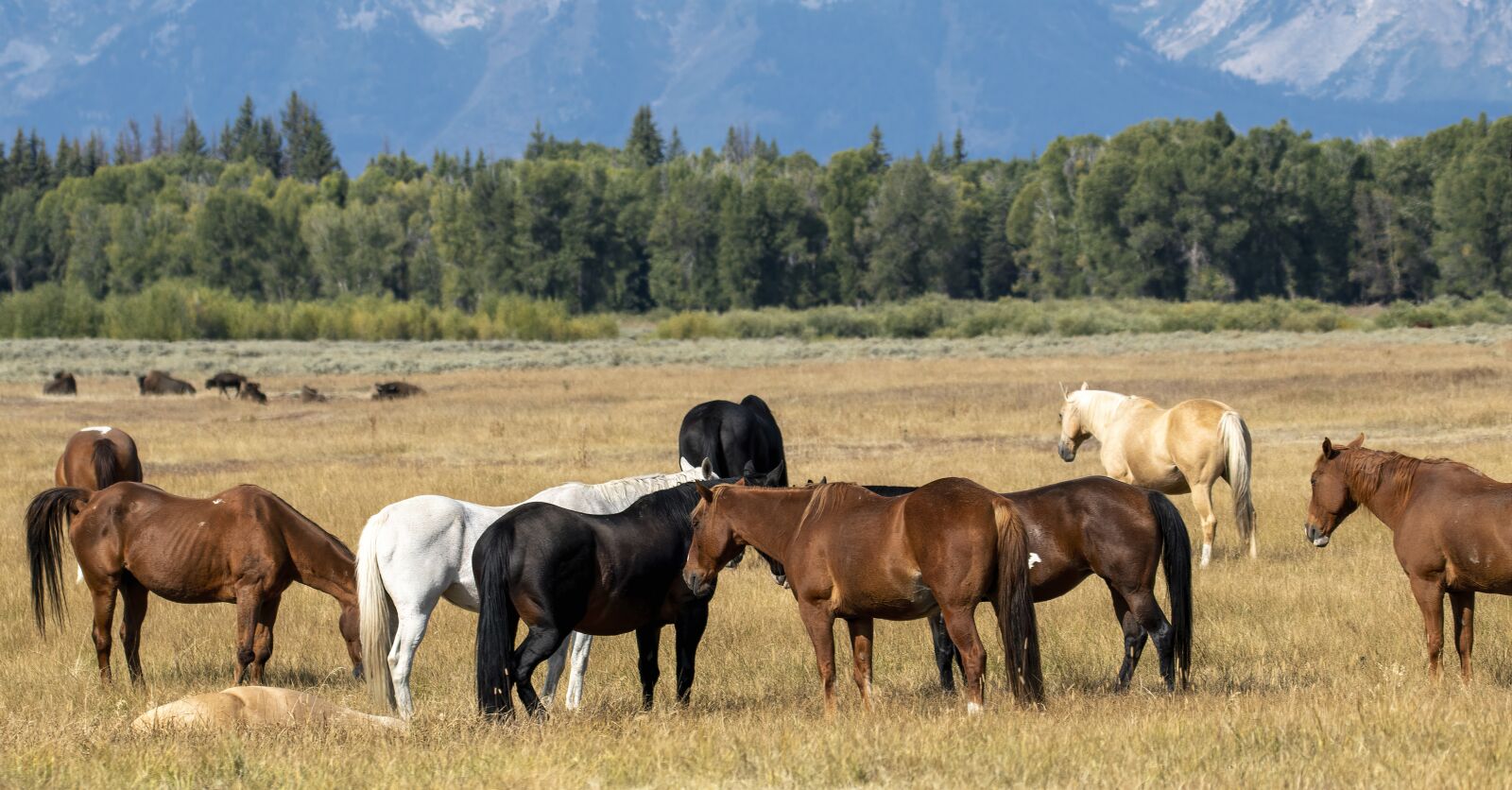 Nikon D850 sample photo. Horses, scenic, landscape photography