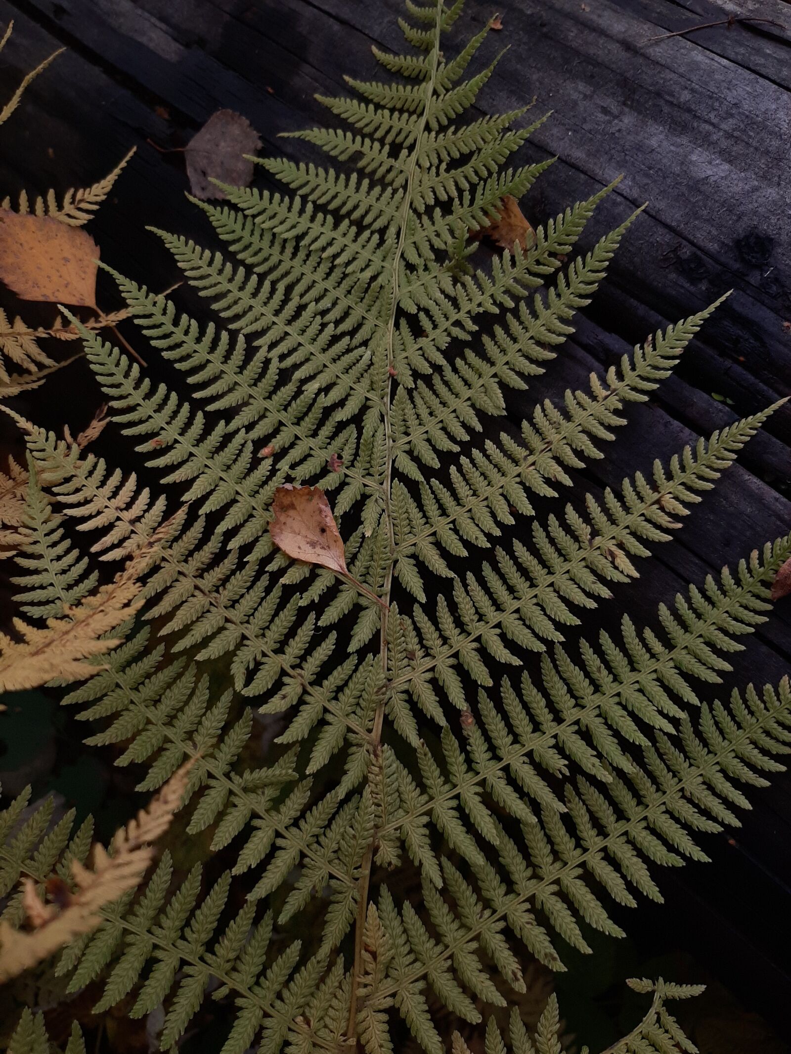 Samsung Galaxy A50 sample photo. Fern, plant, forest photography