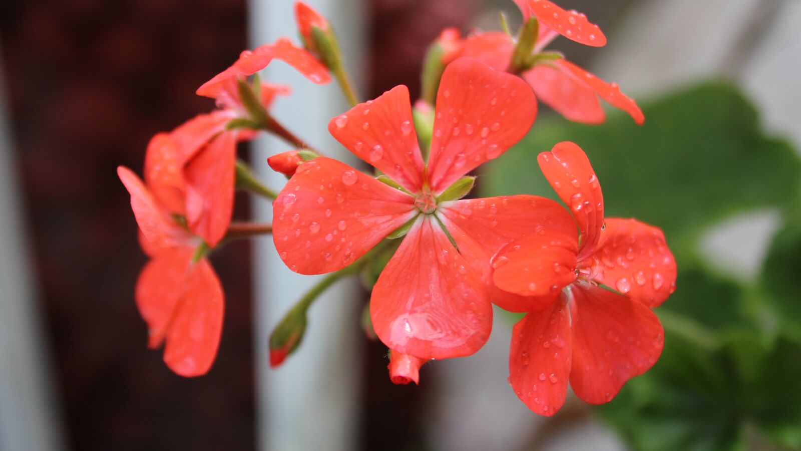 Canon EOS M sample photo. Flowers, rain, flower photography