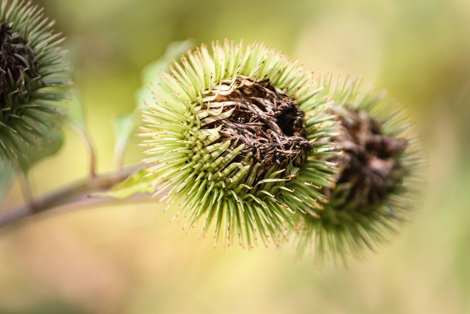 Canon EOS 1100D (EOS Rebel T3 / EOS Kiss X50) sample photo. Burdock, arctium, flora photography