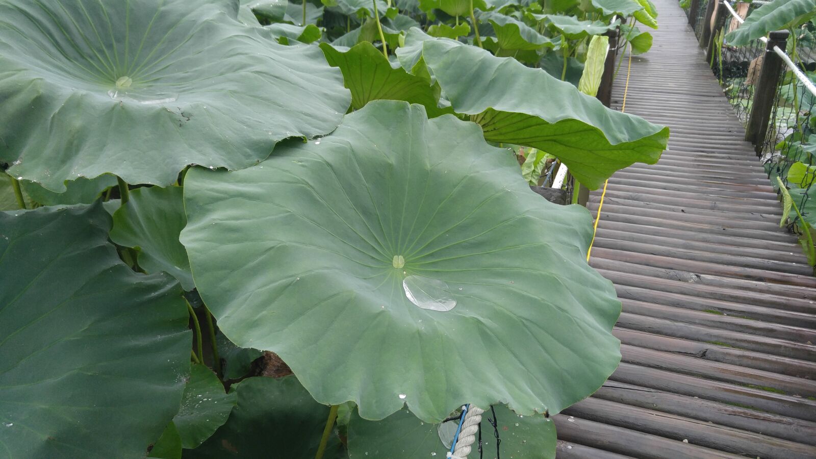 LG V10 sample photo. Lotus leaf, trickle, plants photography