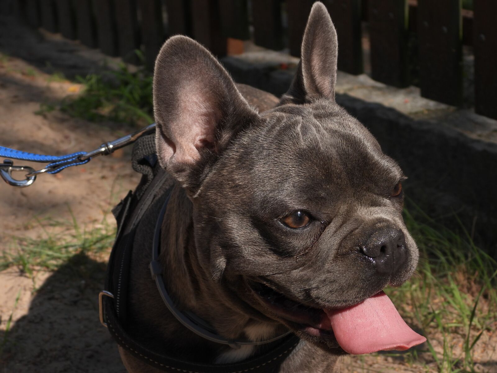 Nikon Coolpix P1000 sample photo. French bulldog, dog, tom photography