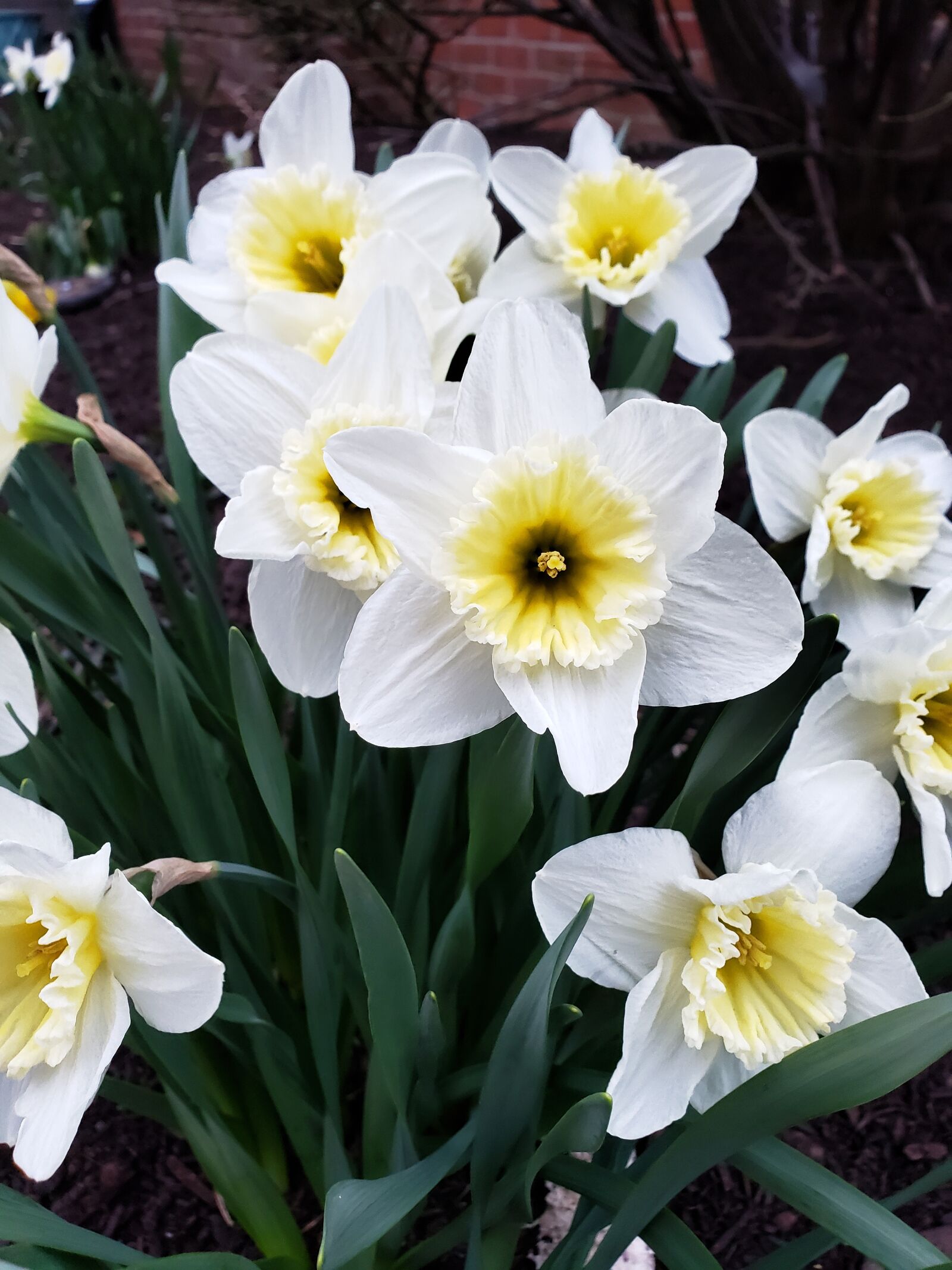 Samsung Galaxy S9+ sample photo. Daffodil, spring, flowers photography