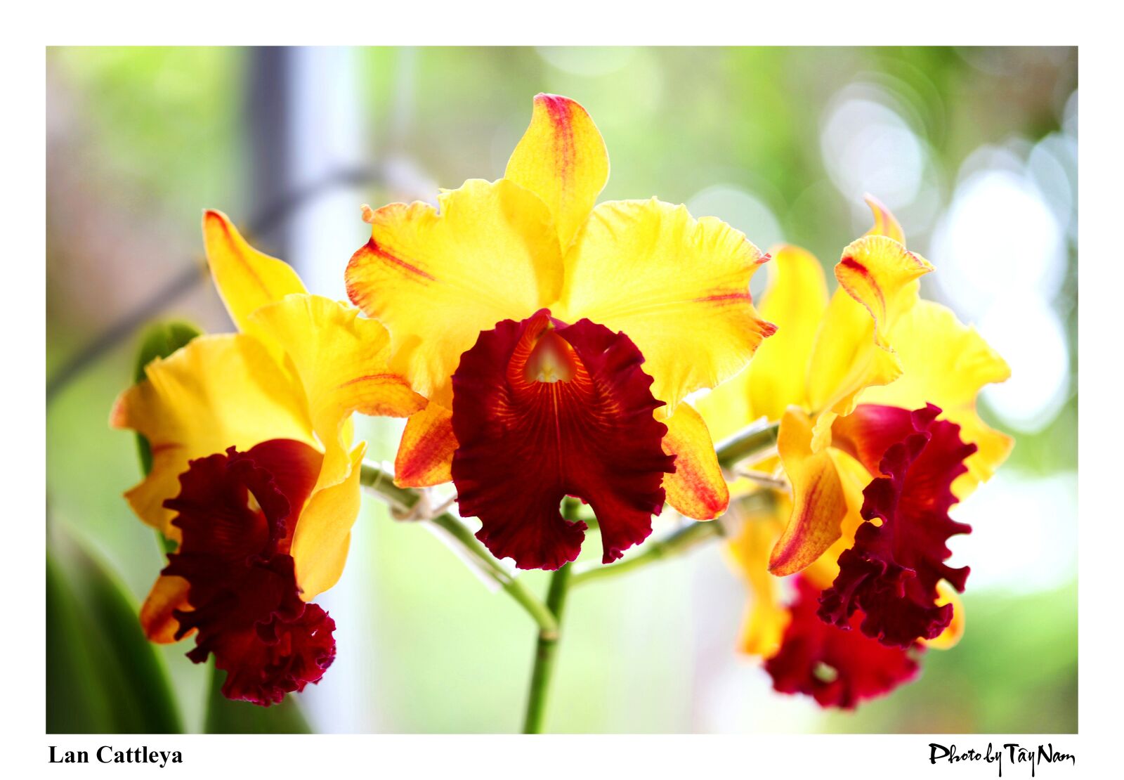 Canon EOS 5D Mark II sample photo. Orchids, flower, scene photography