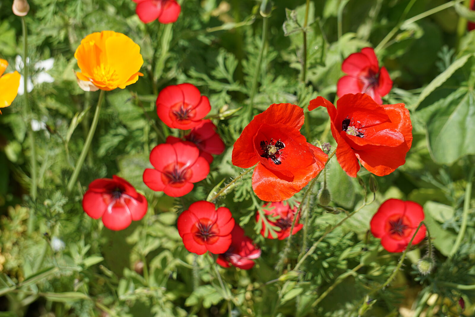 Sony a6000 sample photo. Botanique, champs, coquelicots, fleurs photography