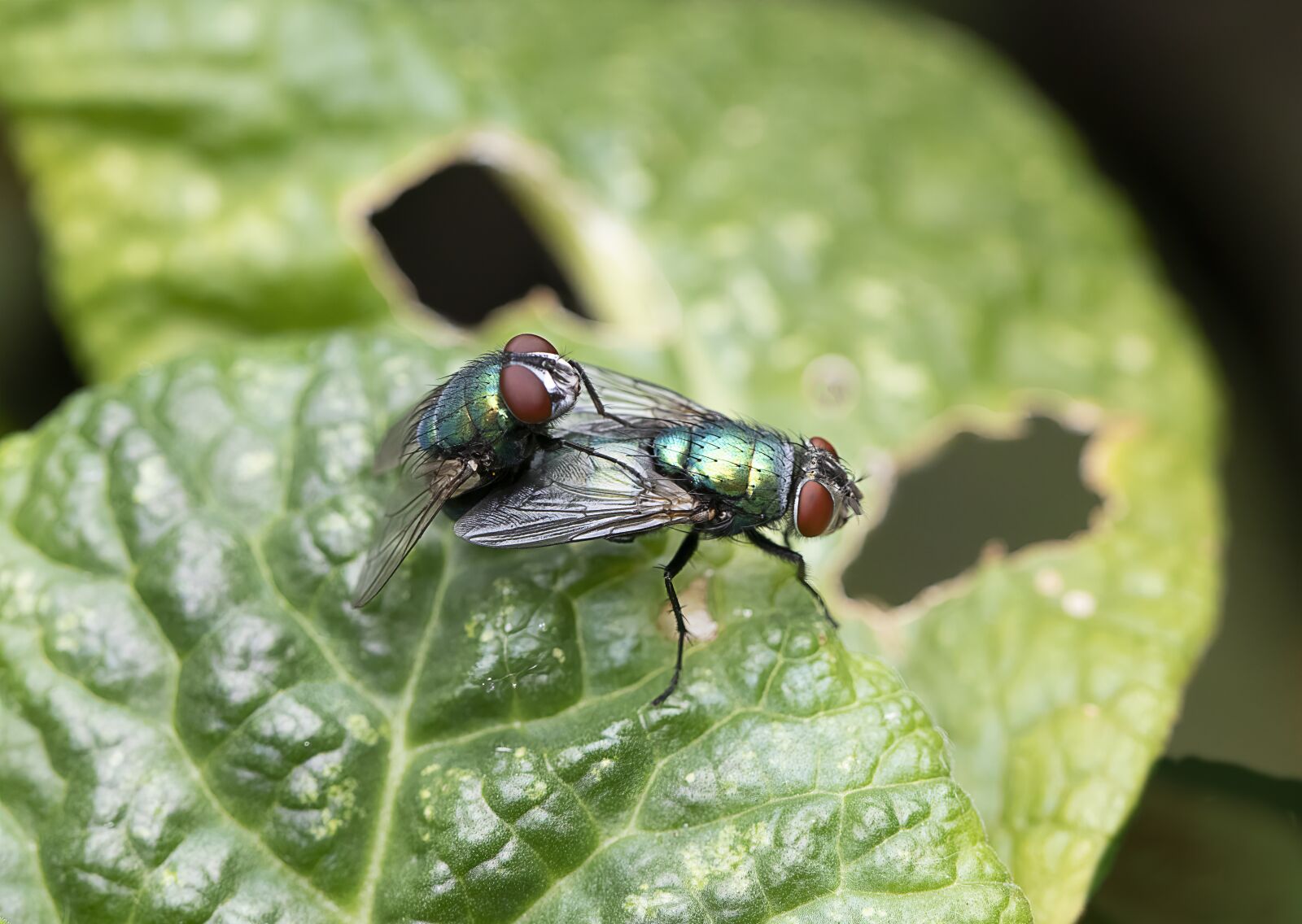 Canon EOS 800D (EOS Rebel T7i / EOS Kiss X9i) + Canon EF 100mm F2.8L Macro IS USM sample photo. Greenbottle, blowfly, pair photography