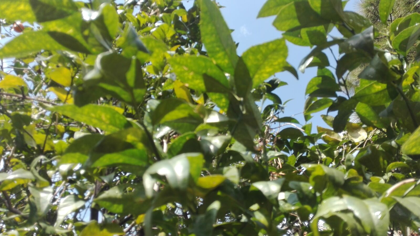 HUAWEI CHM-U01 sample photo