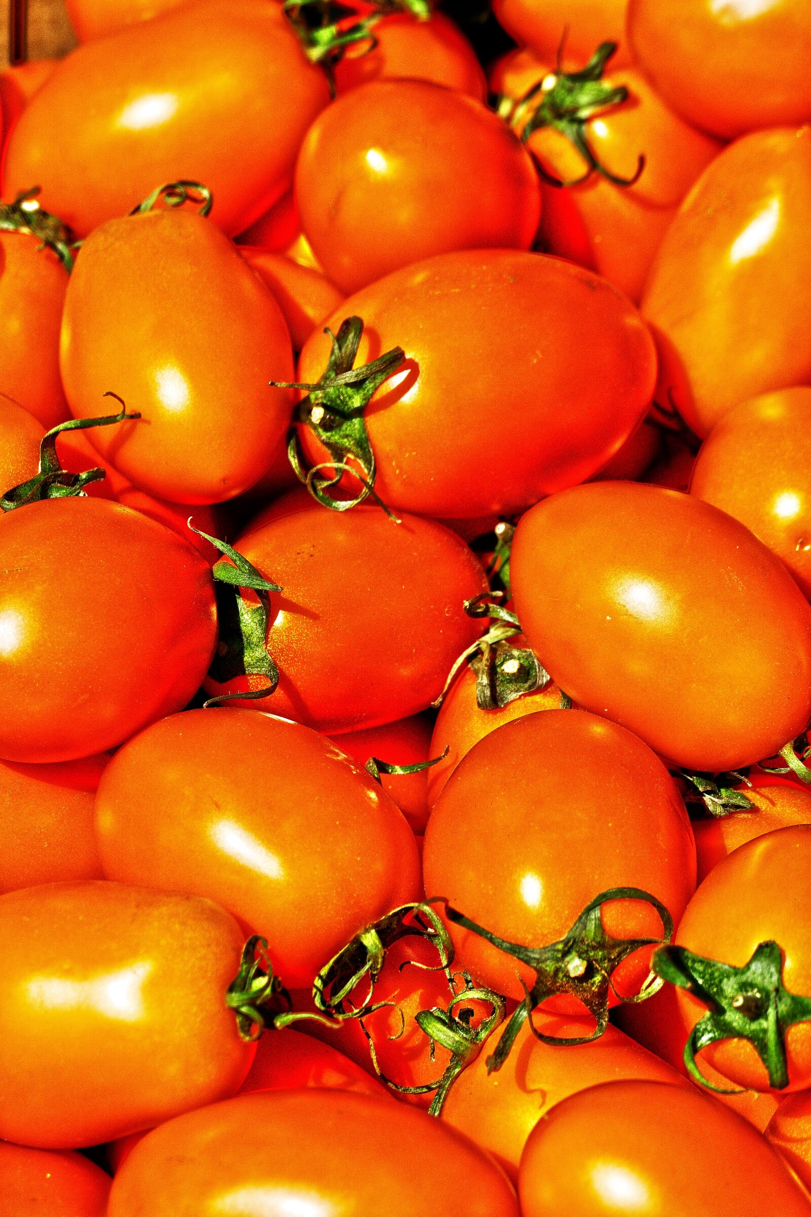 Panasonic Lumix DMC-FZ1000 sample photo. Tomato, eggs tomato, nachtschattengew photography