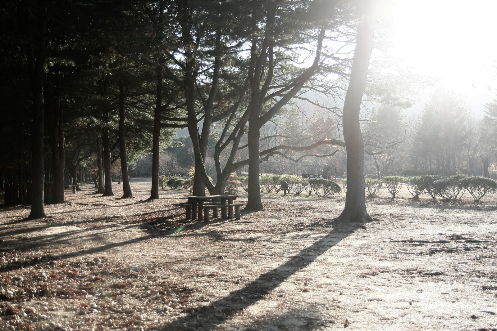 Canon EOS 40D sample photo. Korea, tourism, nami photography