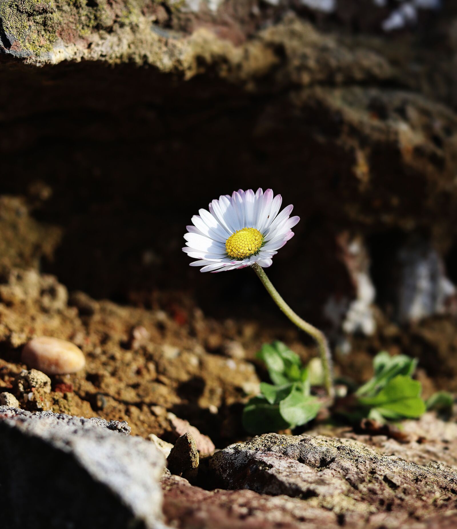Canon EOS M50 (EOS Kiss M) + Canon EF 50mm F1.8 STM sample photo. Daisy, freedom, nature photography