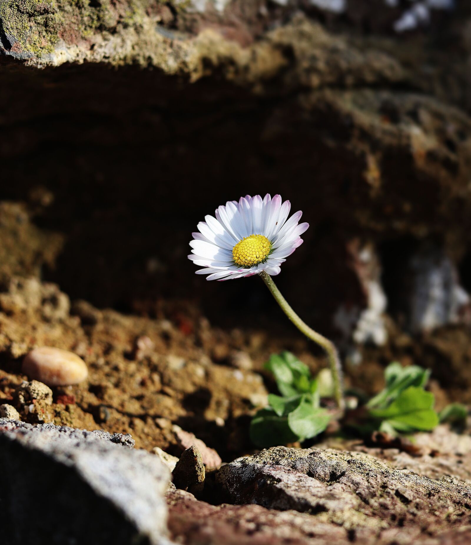 Canon EOS M50 (EOS Kiss M) sample photo. Daisy, freedom, nature photography