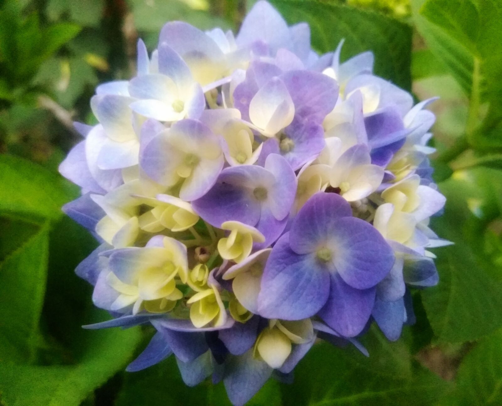 QCOM-AA QCAM-AA sample photo. Hydrangea flower, hydrangeas, hydrangea photography
