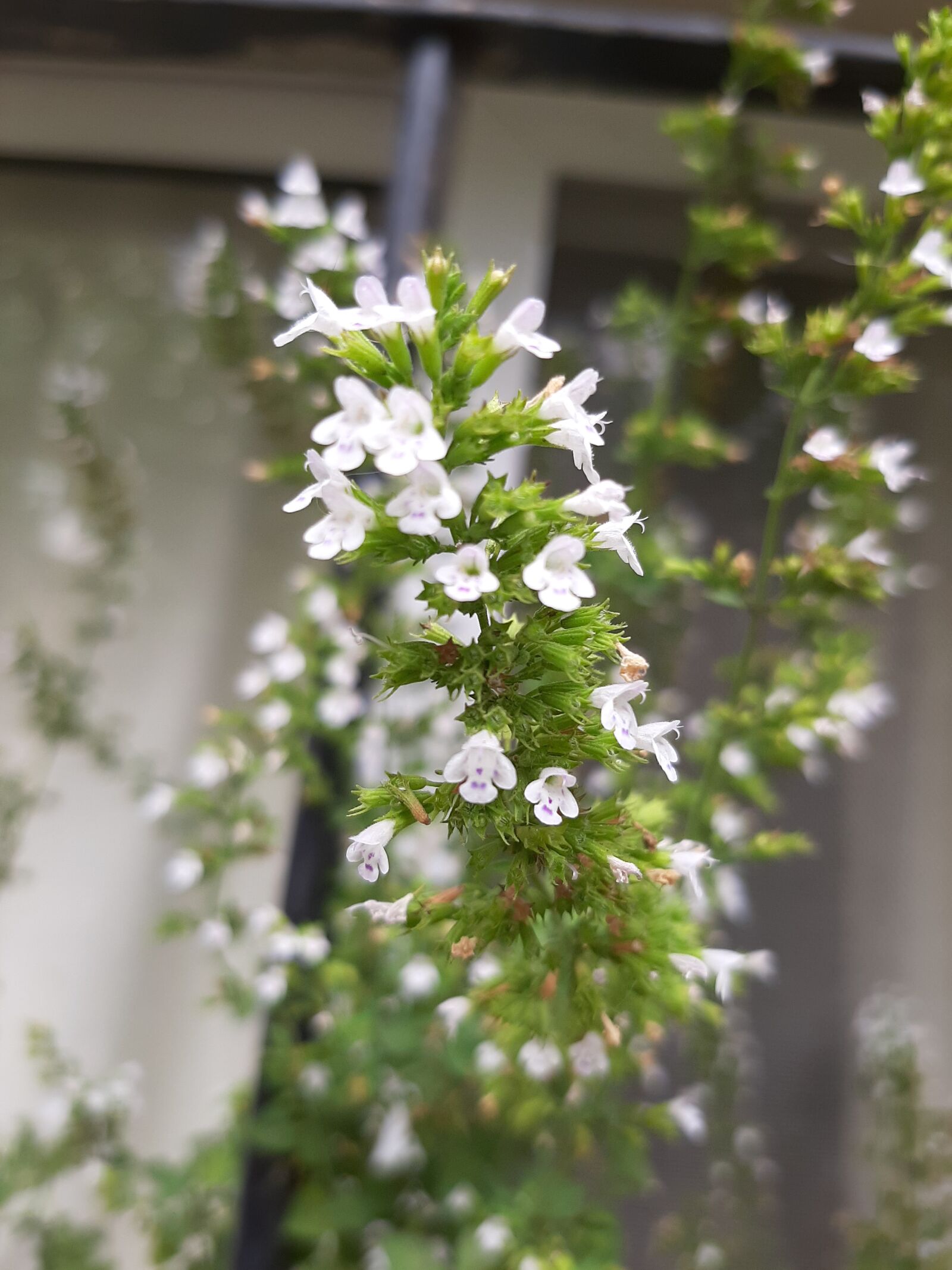 Samsung Galaxy A50 sample photo. Piperine, in, your flower photography